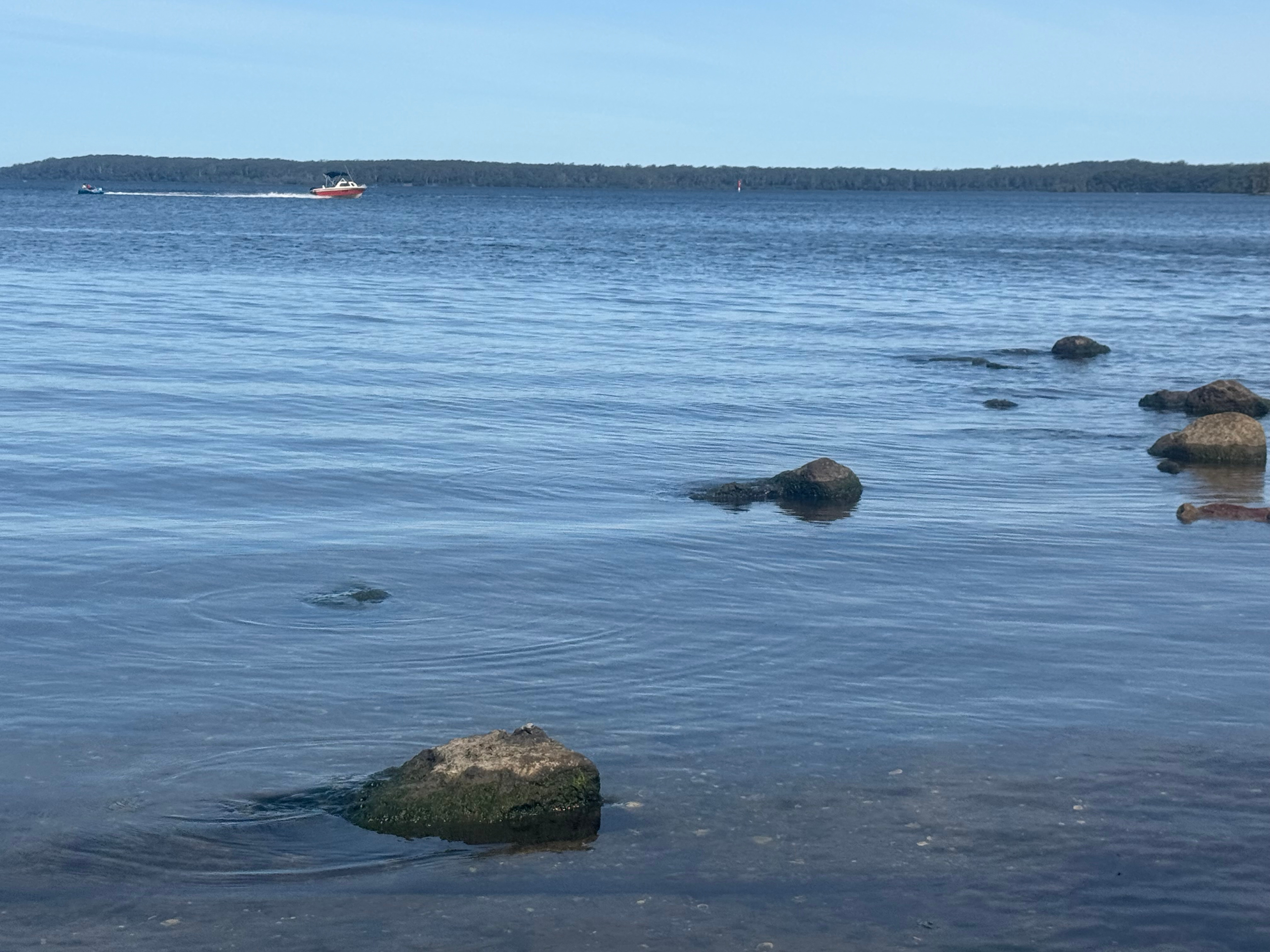 Ventricosa Jervis Bay
