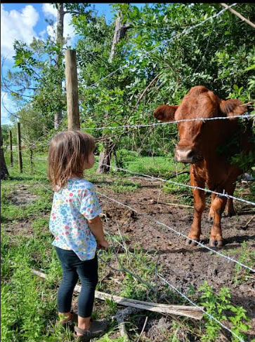 Meet our friendly cows! This cow is named Latte (yep, with our small herd everyone gets a name) and she will happily eat hay out of your hand through the fence.