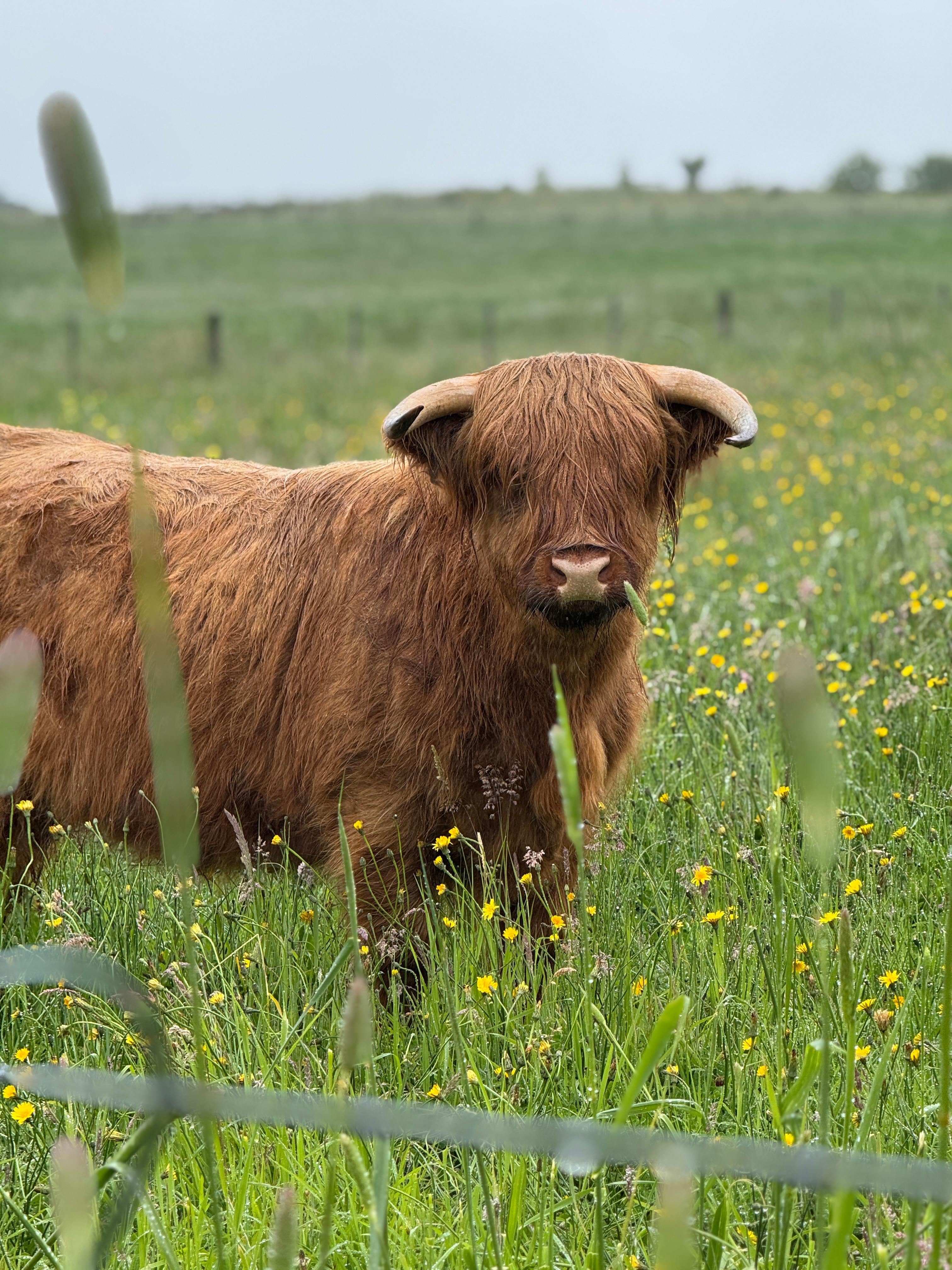 Nin, the highland cow