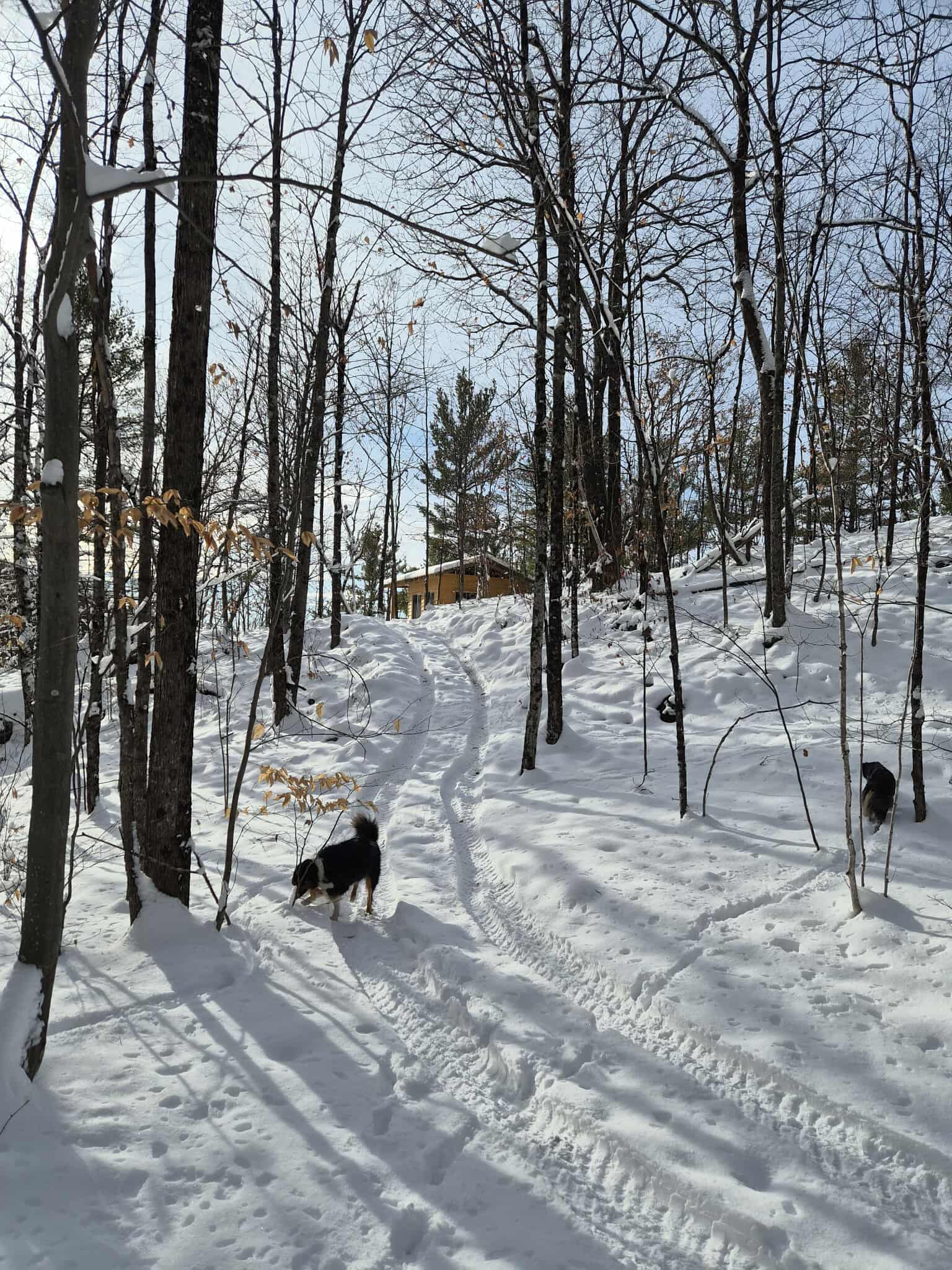 Dog Friendly Cliffside Cabin