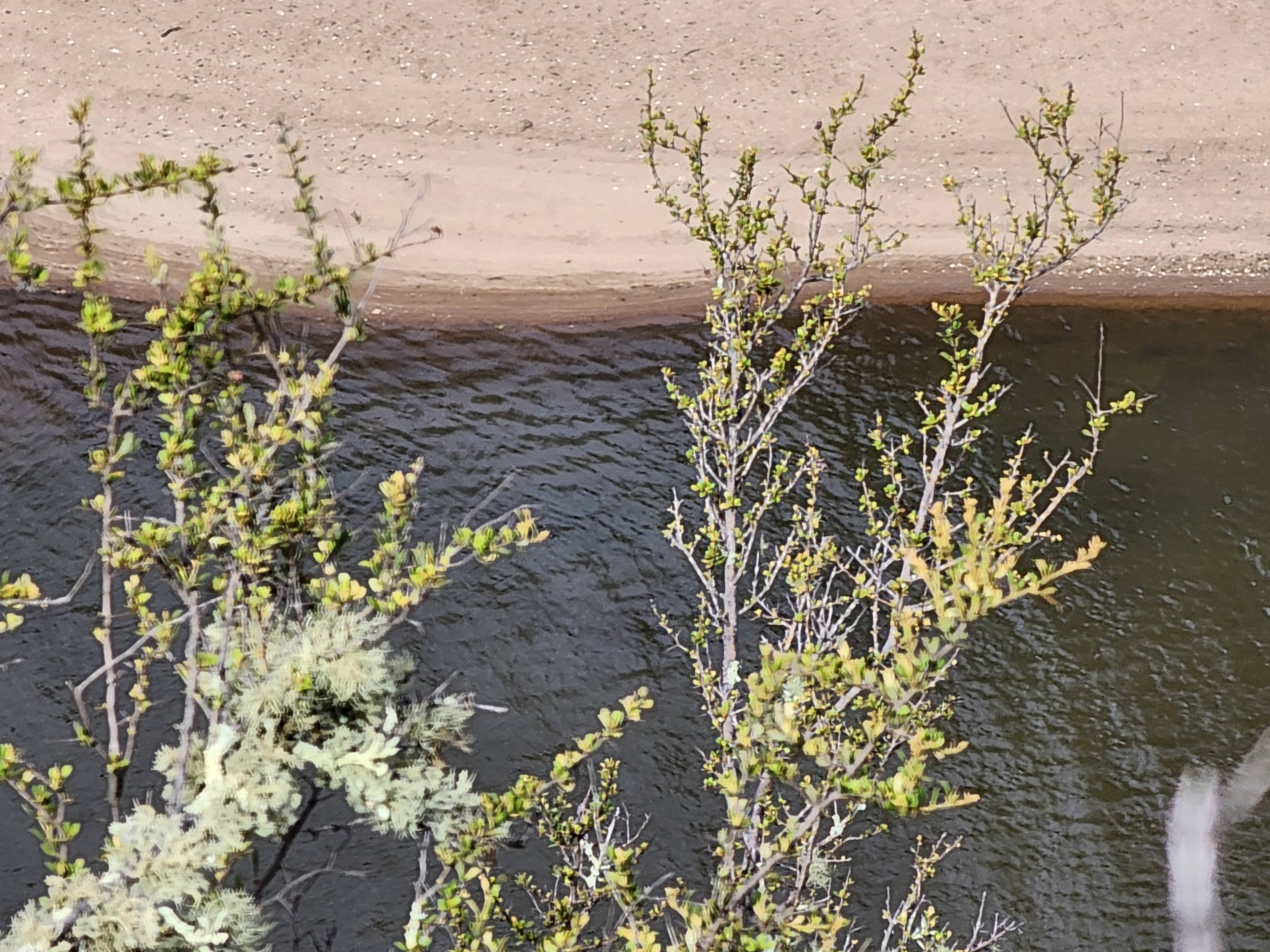 Murrumbidgee River beach