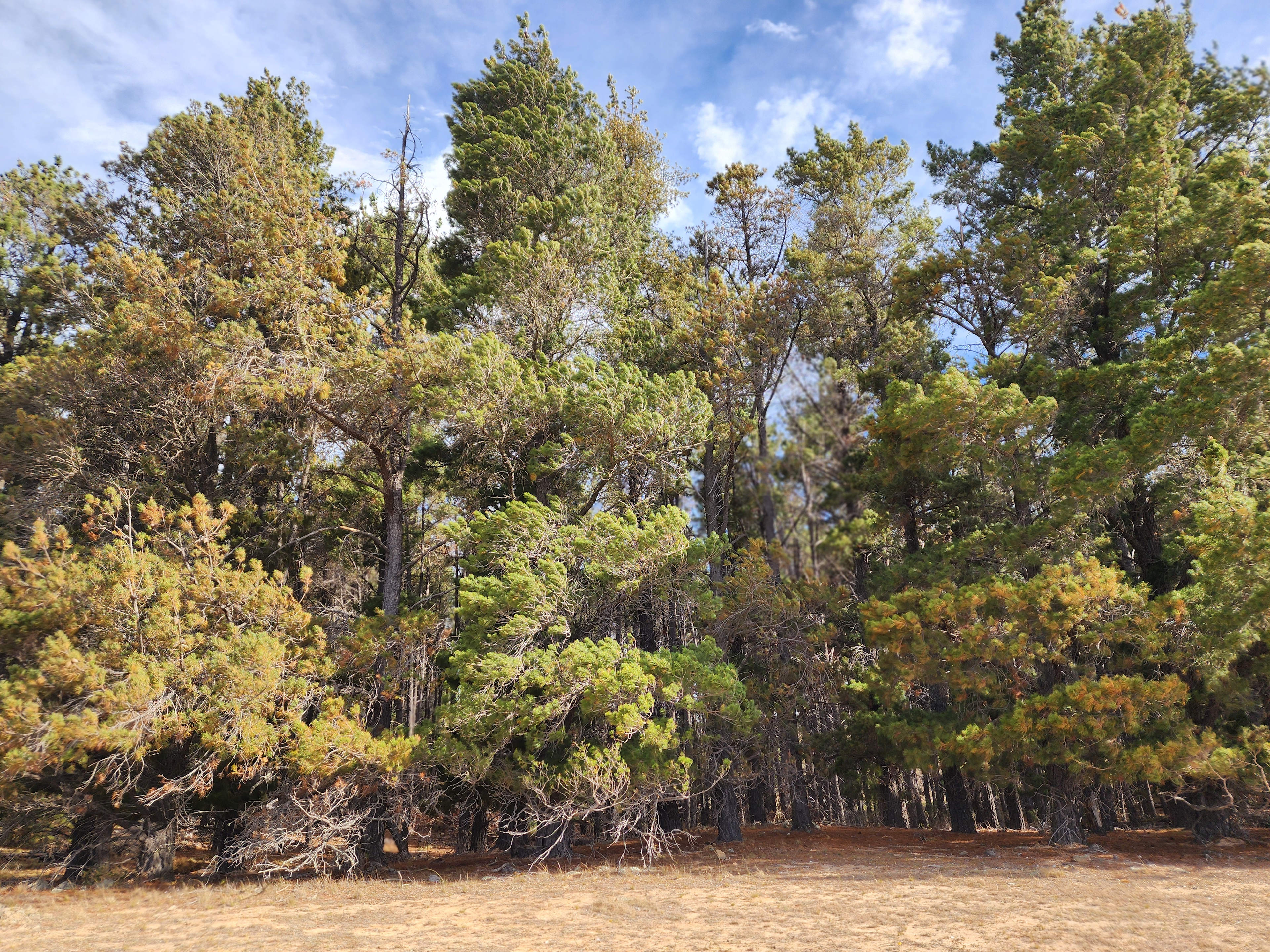Pine forest next to campground