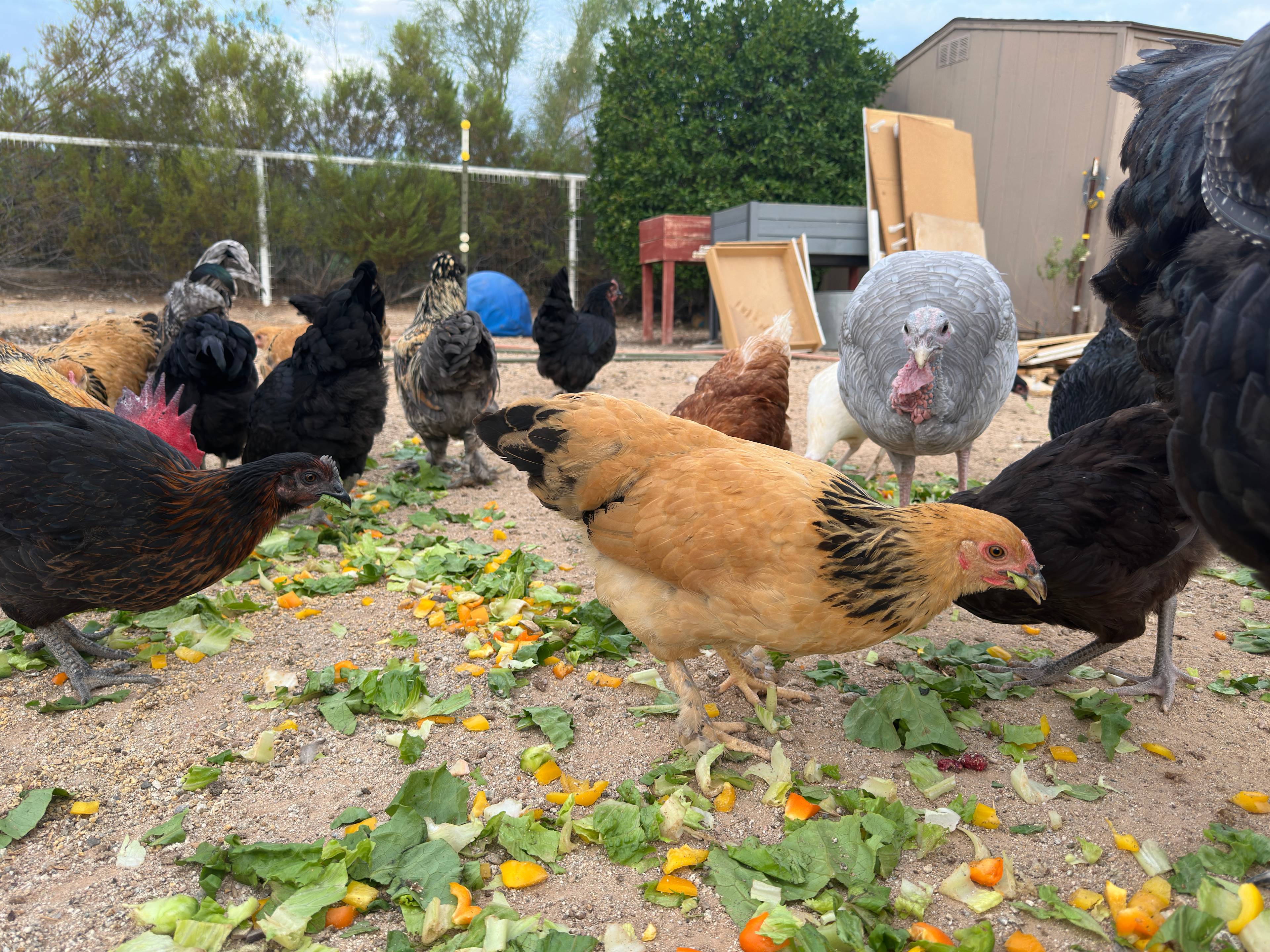 Kokosky Homestead RV Sites