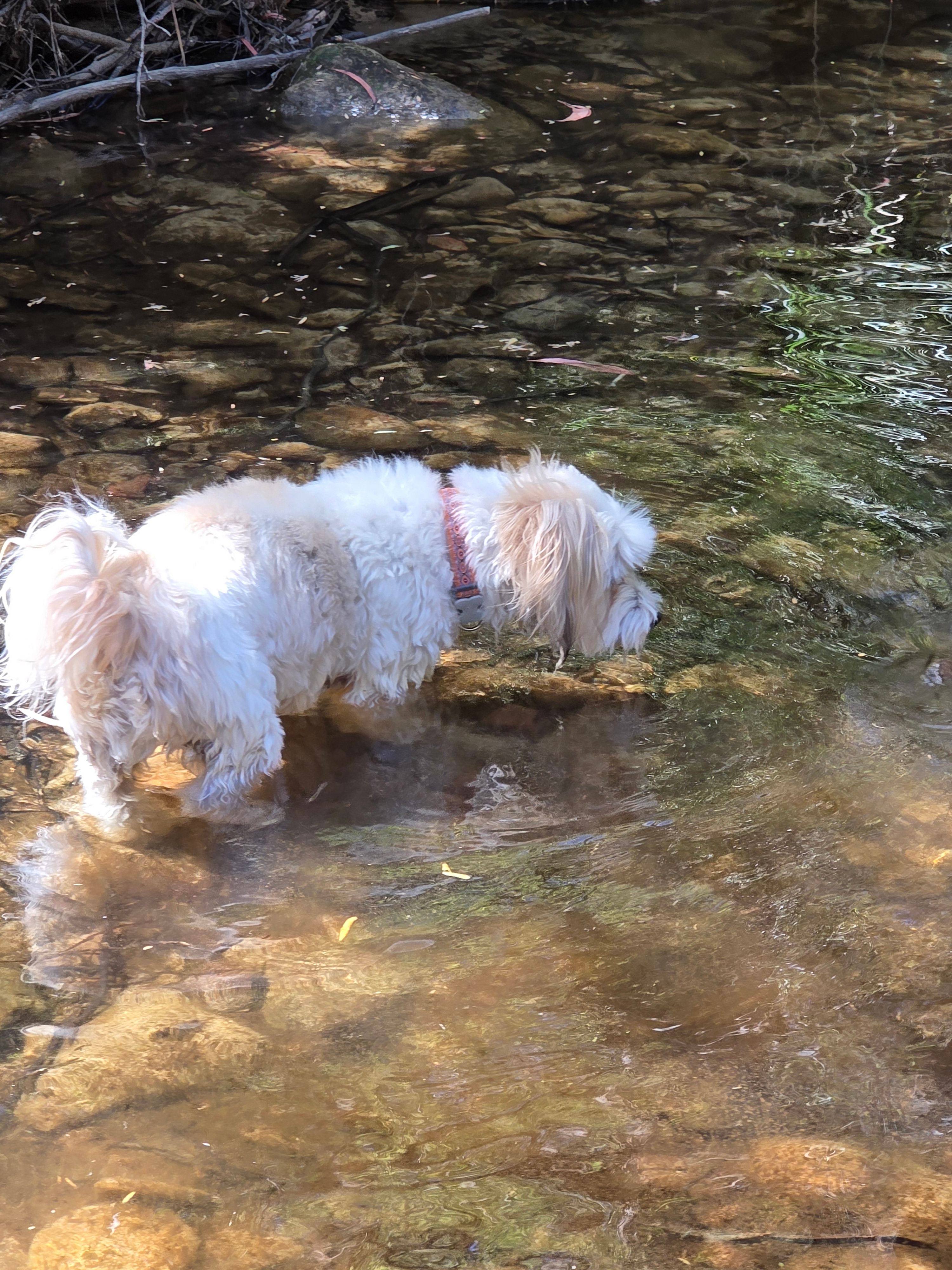 Nellies Glen Camping