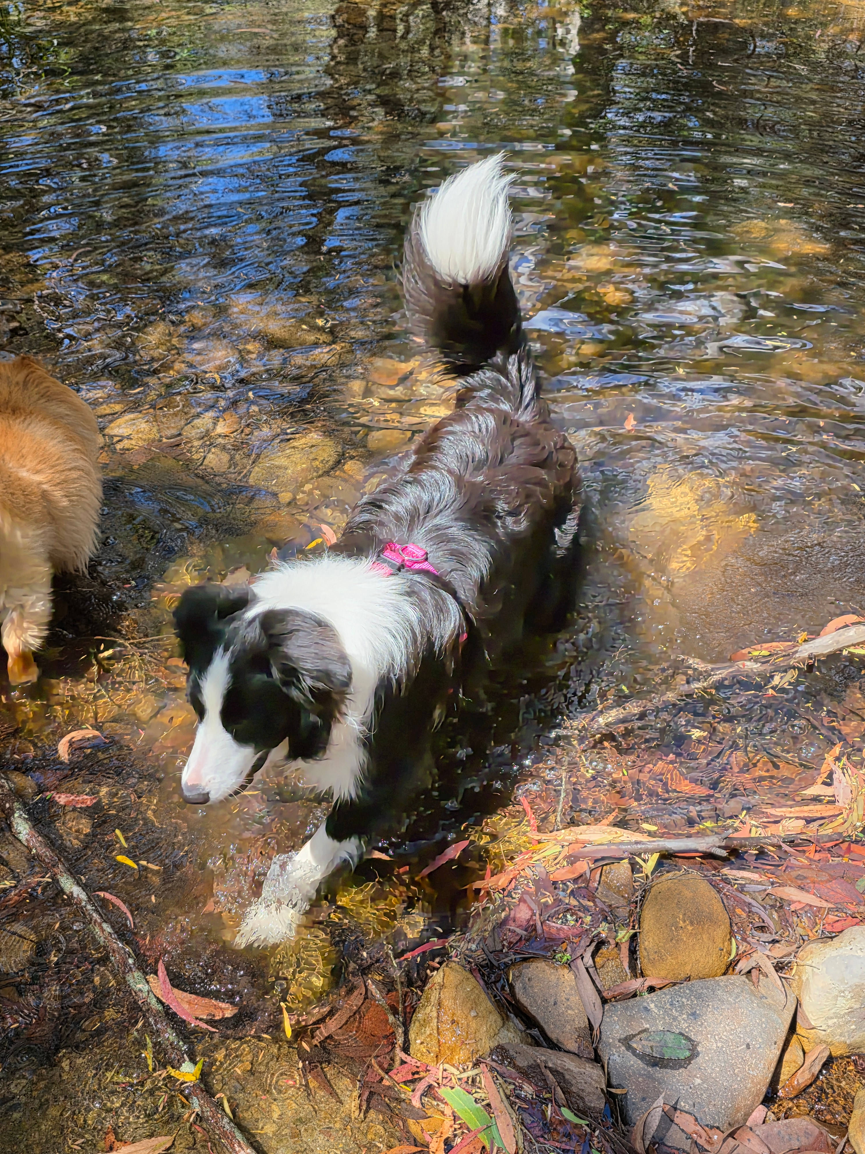 Nellies Glen Camping