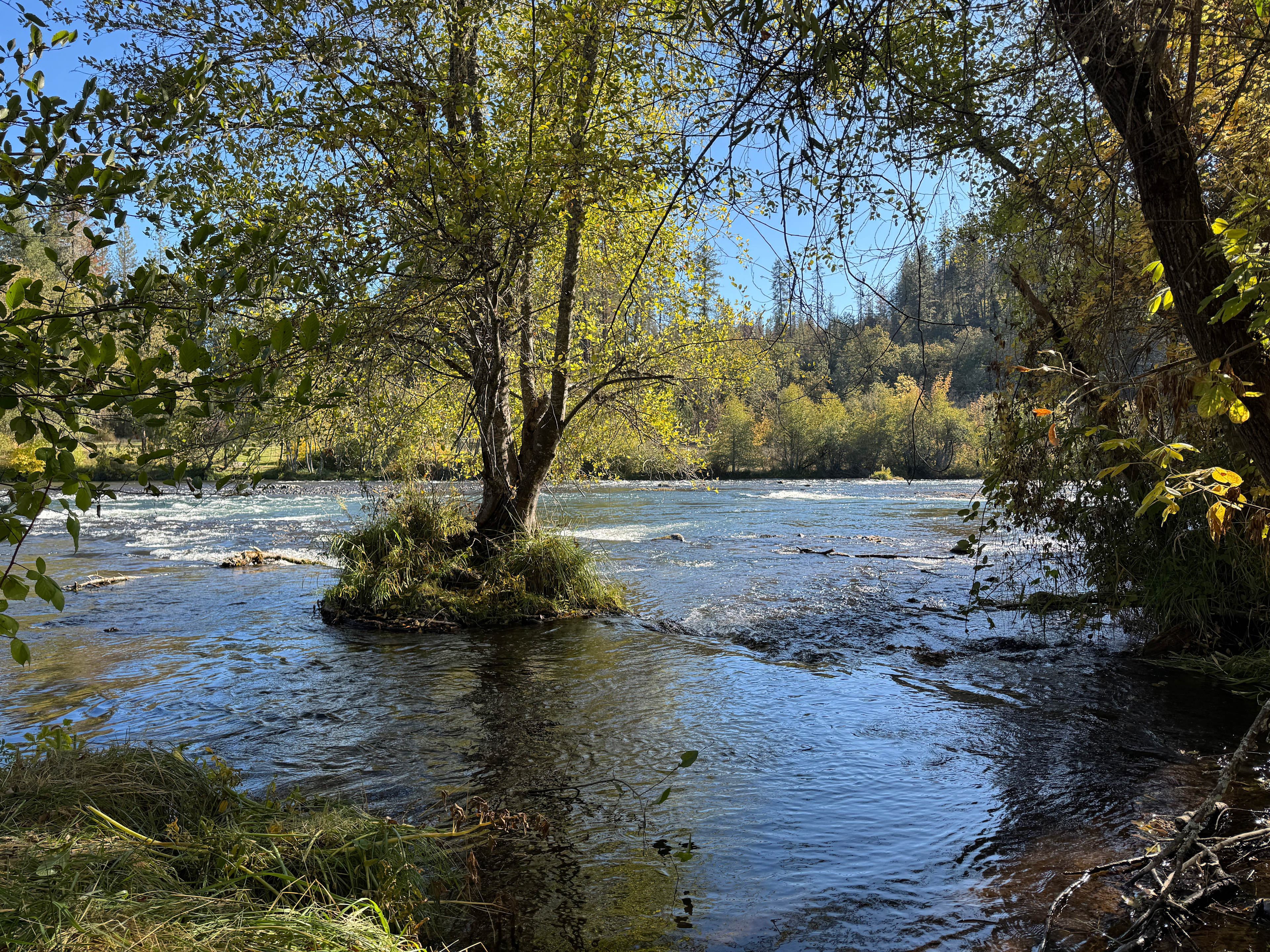 Two Dogs At The River