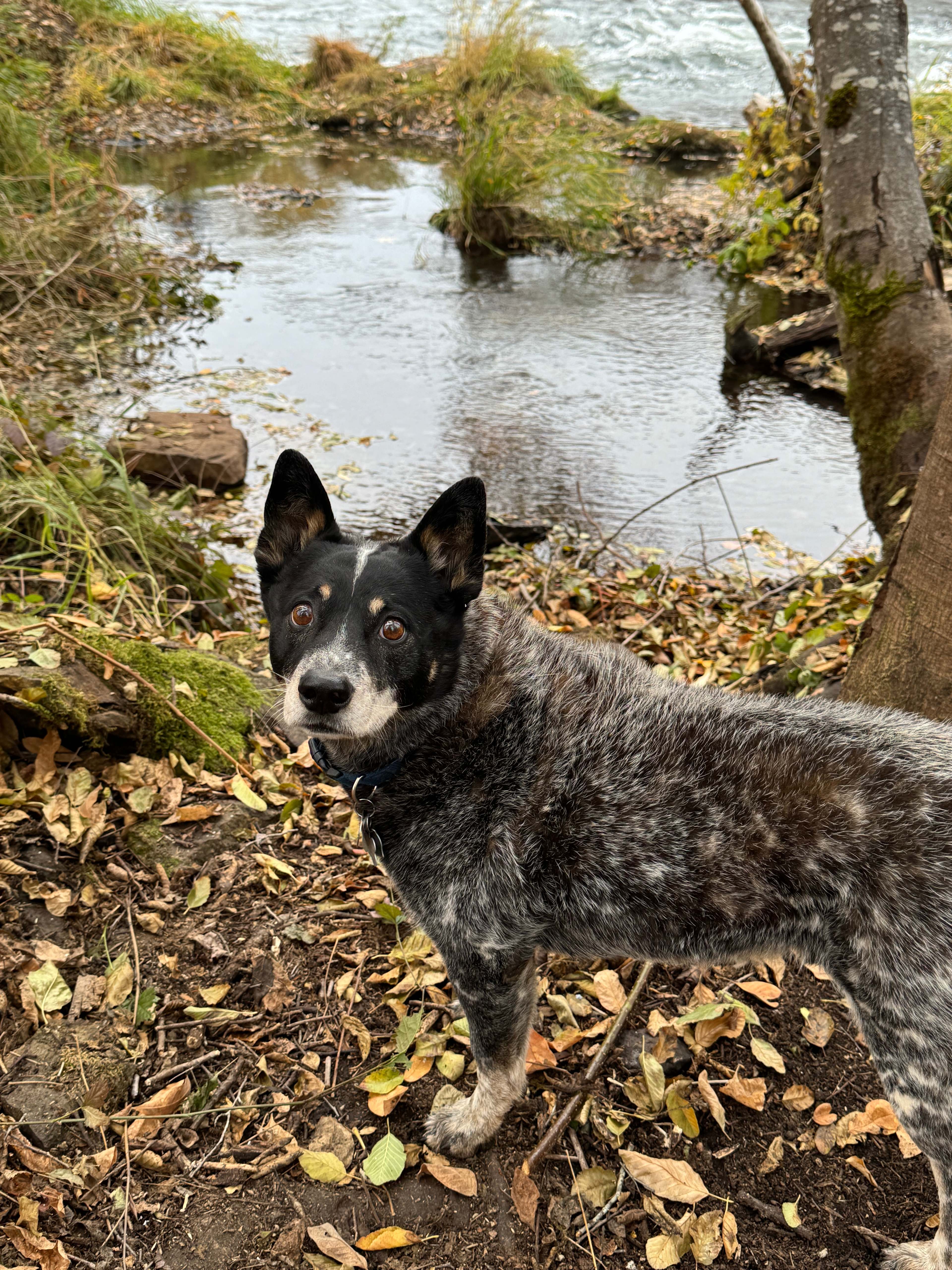 Two Dogs At The River