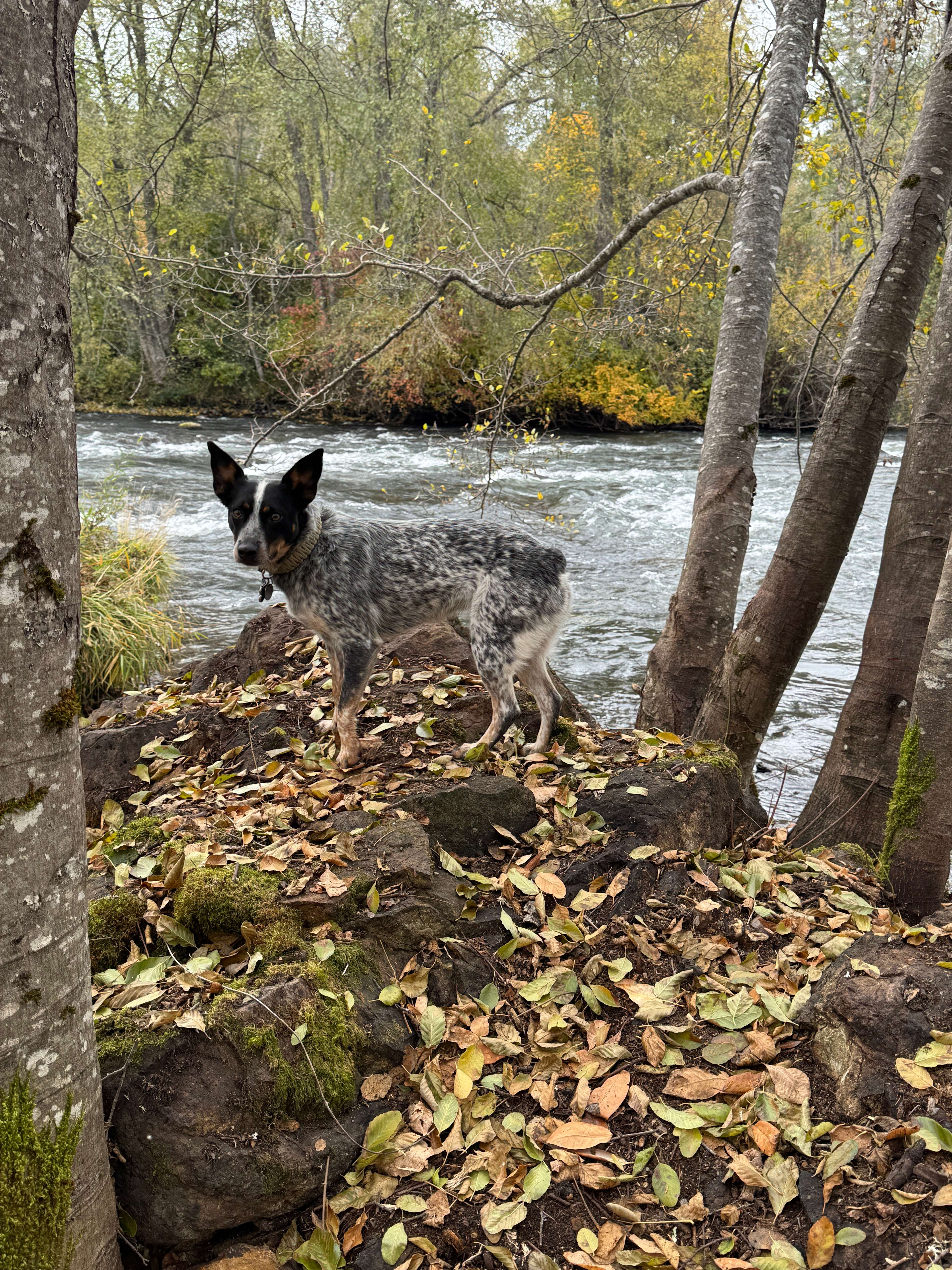 Two Dogs At The River