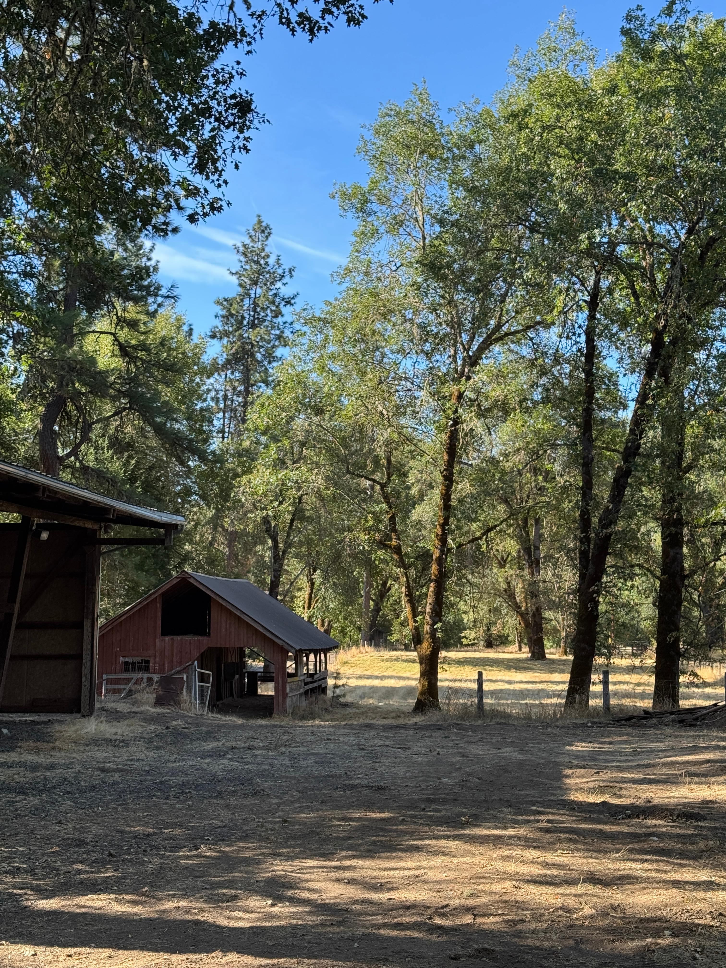 Two Dogs At The River