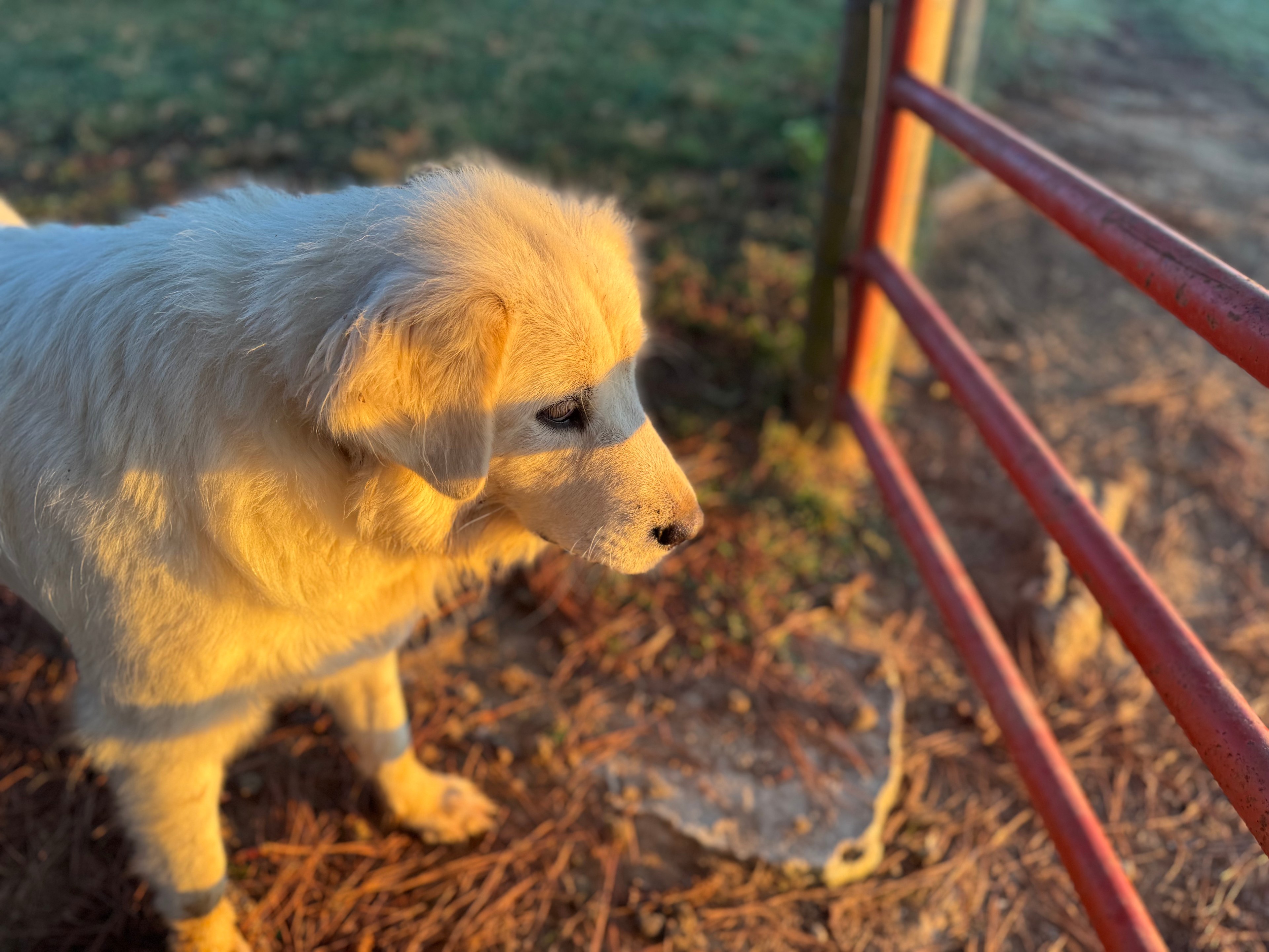 Meadows at Cabin Creek