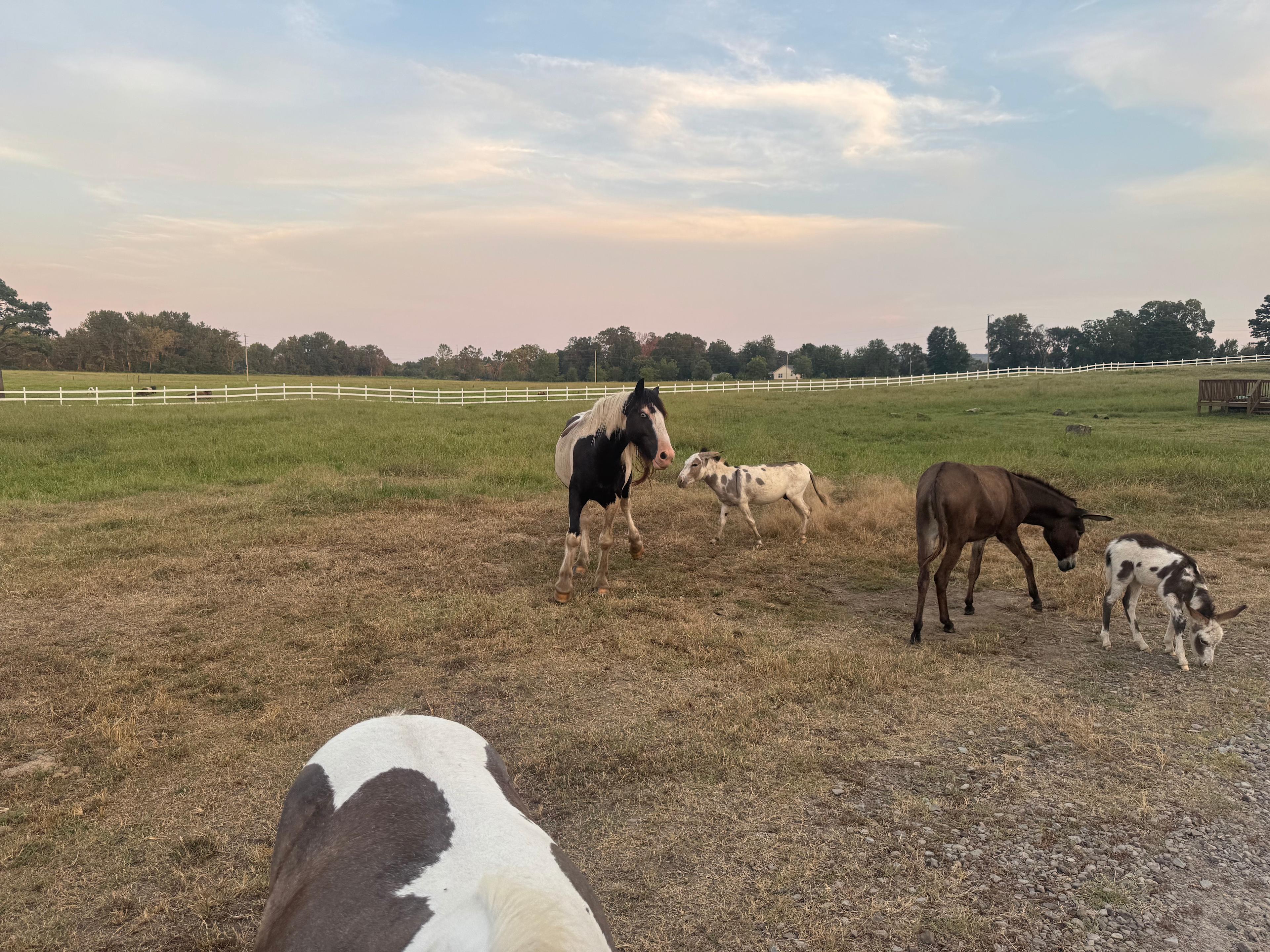 Meadows at Cabin Creek