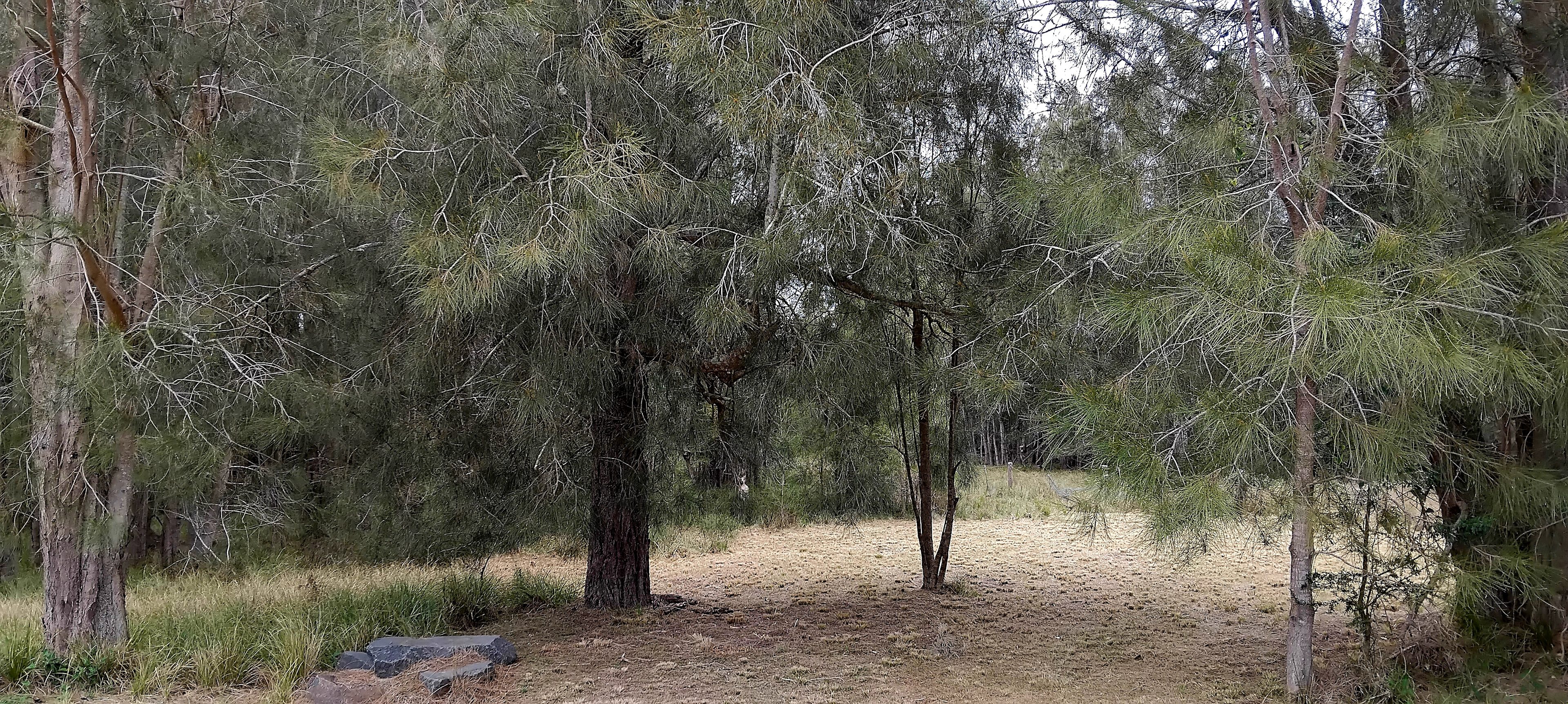 Camping close to casurinas.