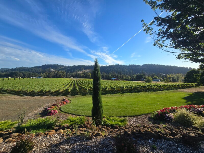 Paradis Vineyard