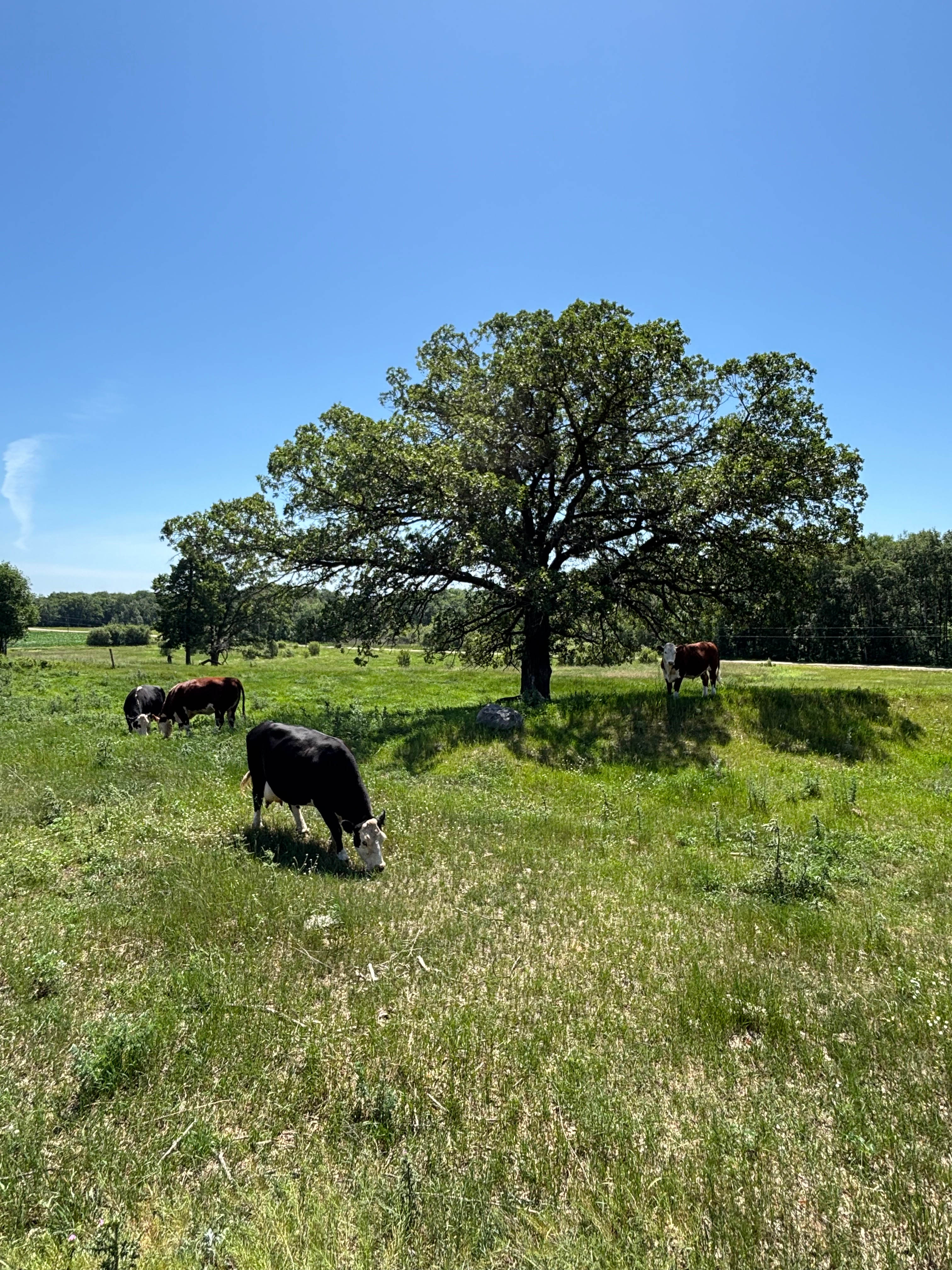 Toad Creek Camping & Hobby Farm