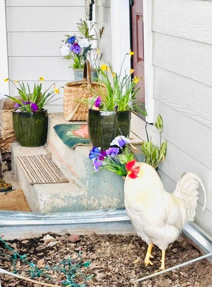 Roosts our guard rooster.