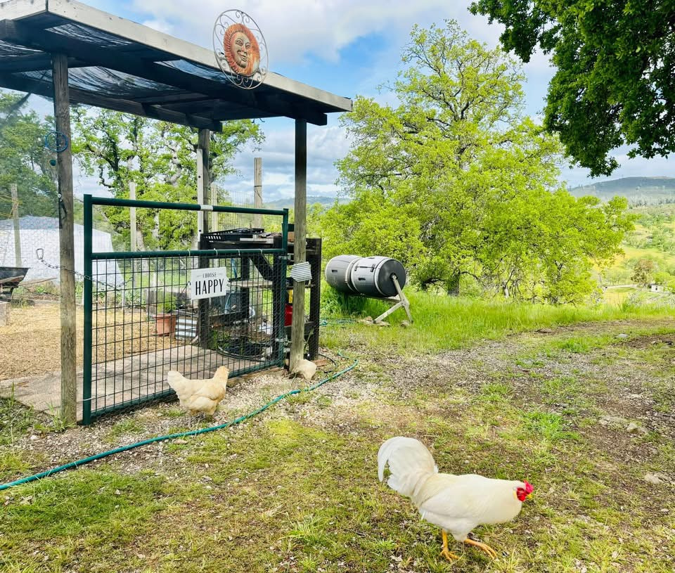 Our organic garden 🪴 and heirloom 🐓!