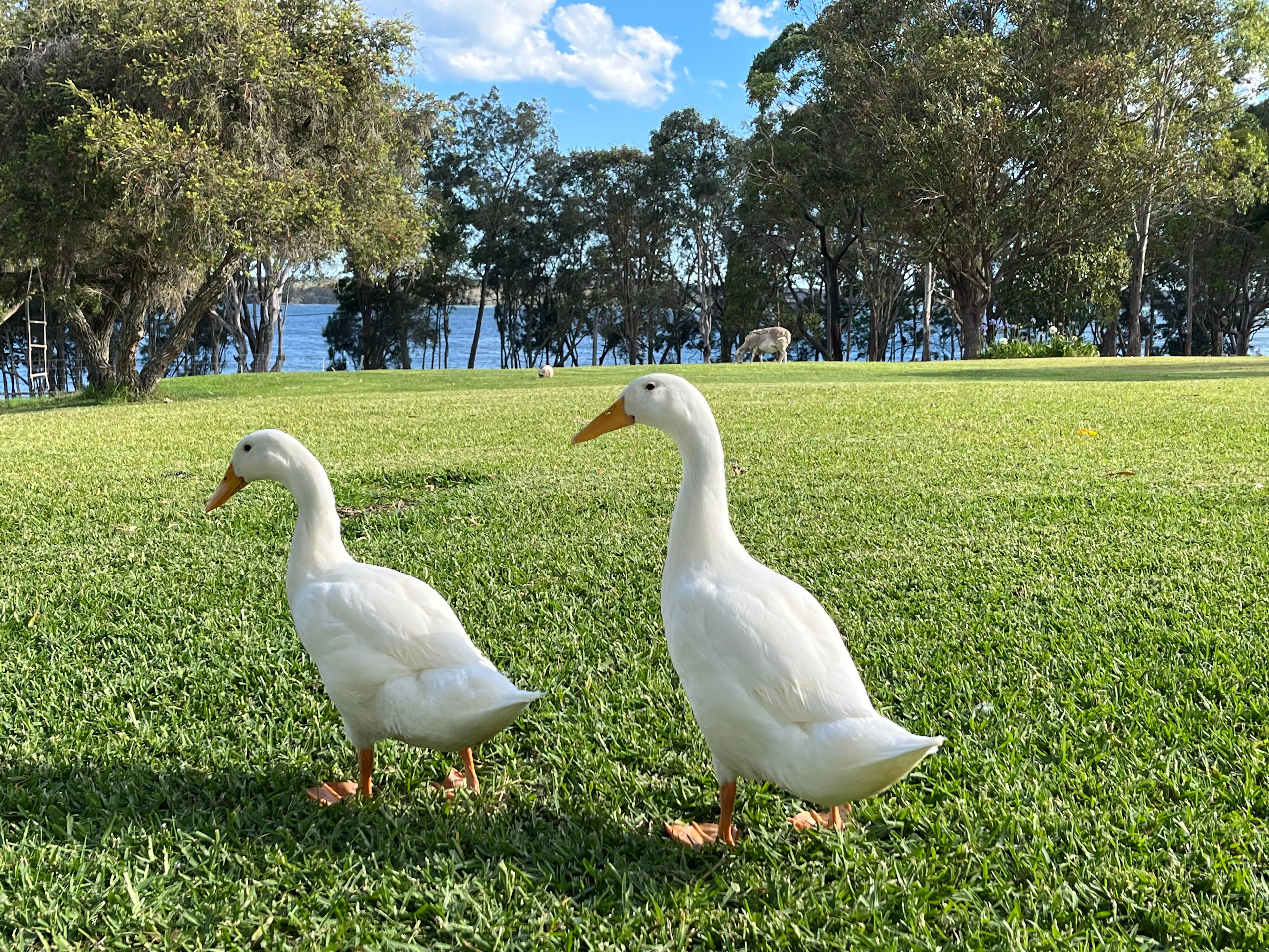 Farm Stay on Beautiful Lake Mac