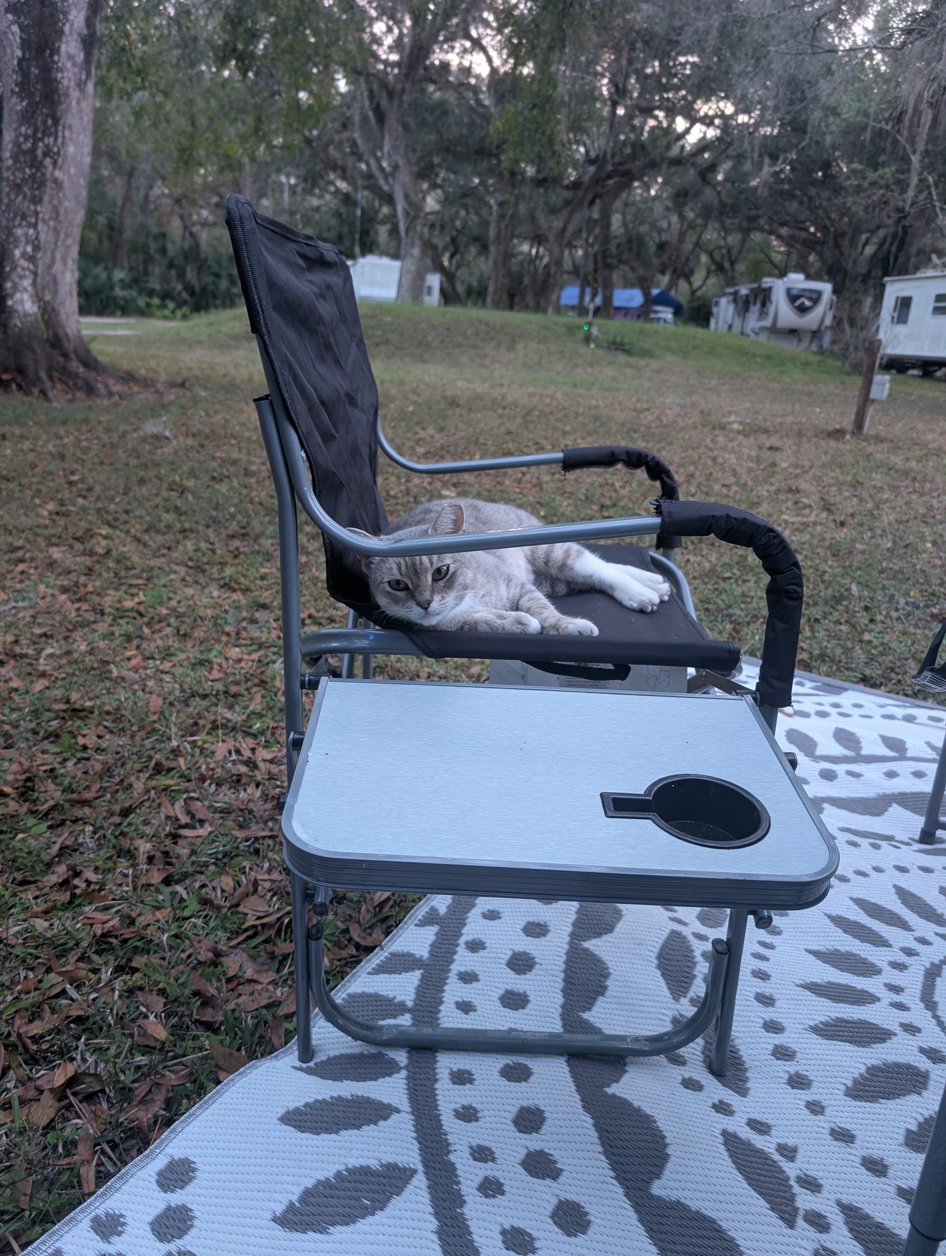 The cool cat claimed his spot