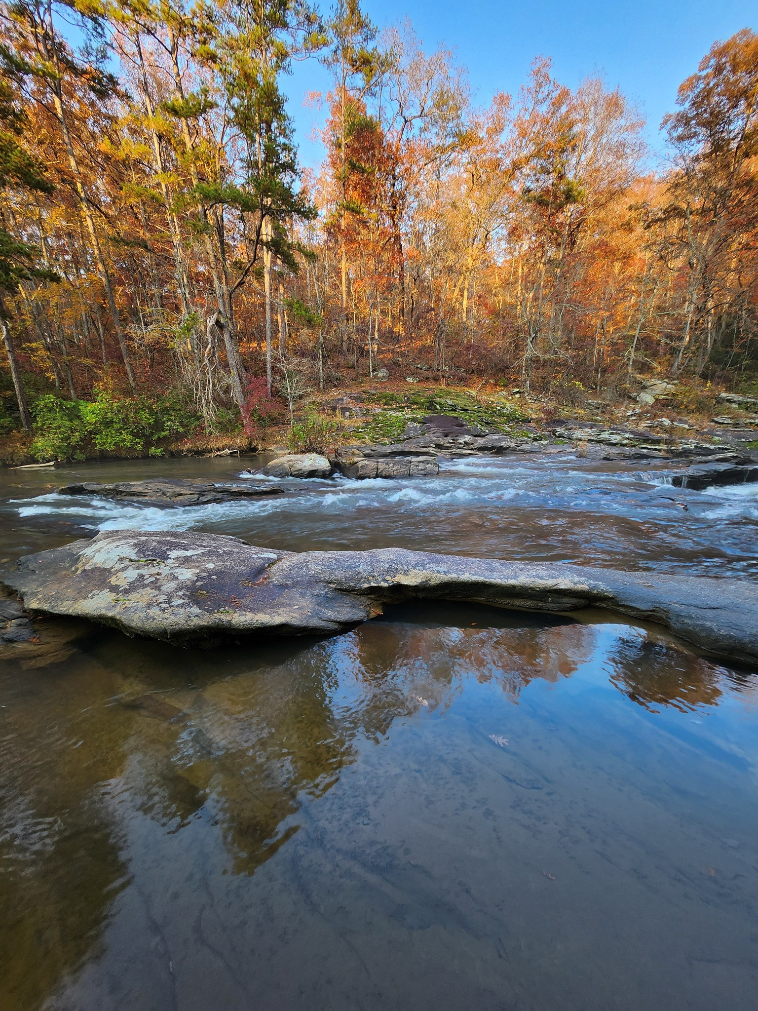 Camp Tails and Trails Pet Friendly