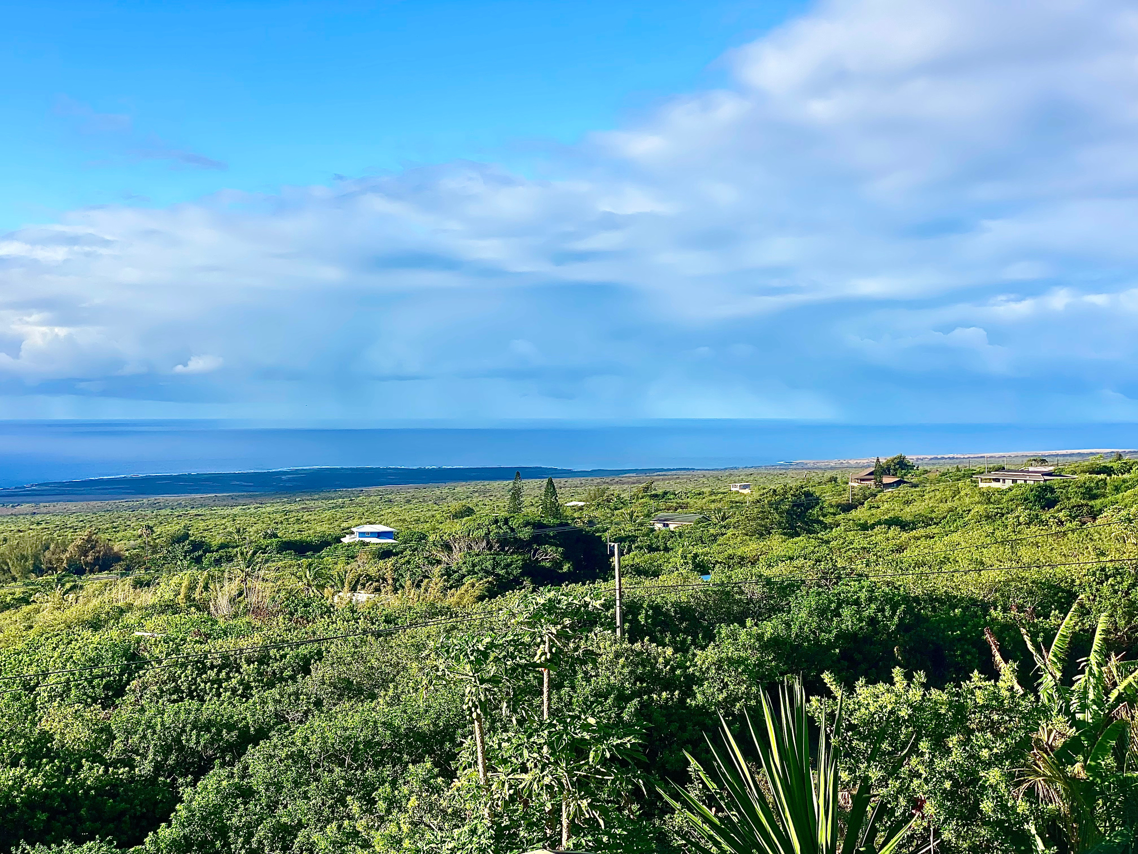 Papaya Patch at Sunrise Horizon