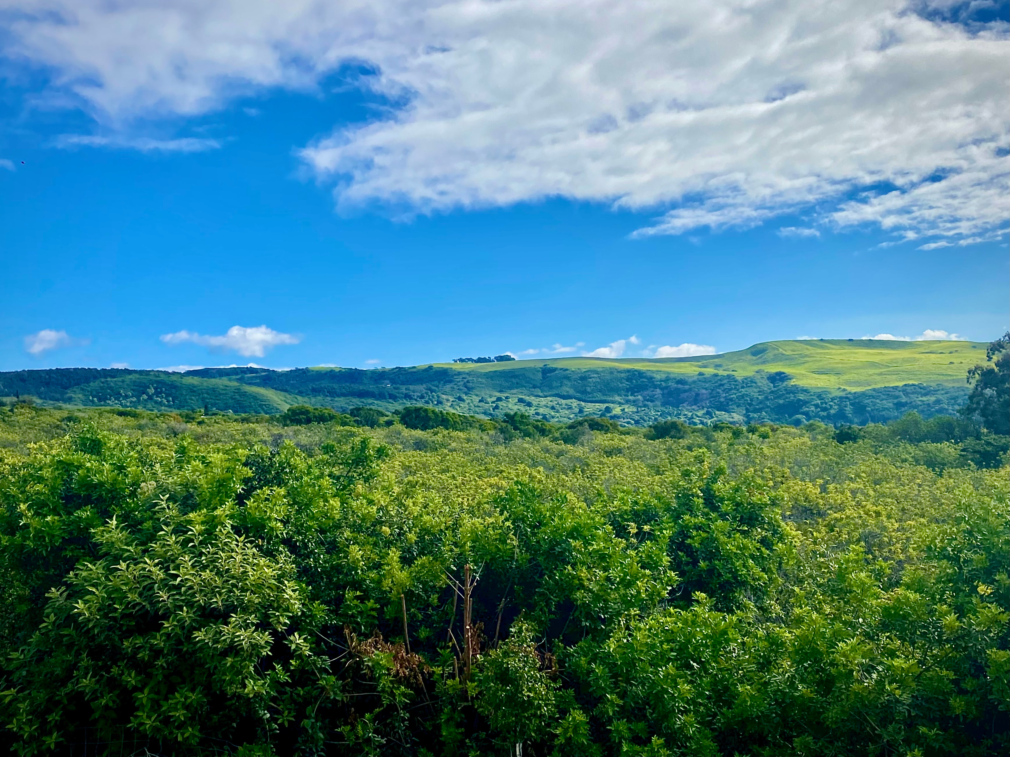 Papaya Patch at Sunrise Horizon