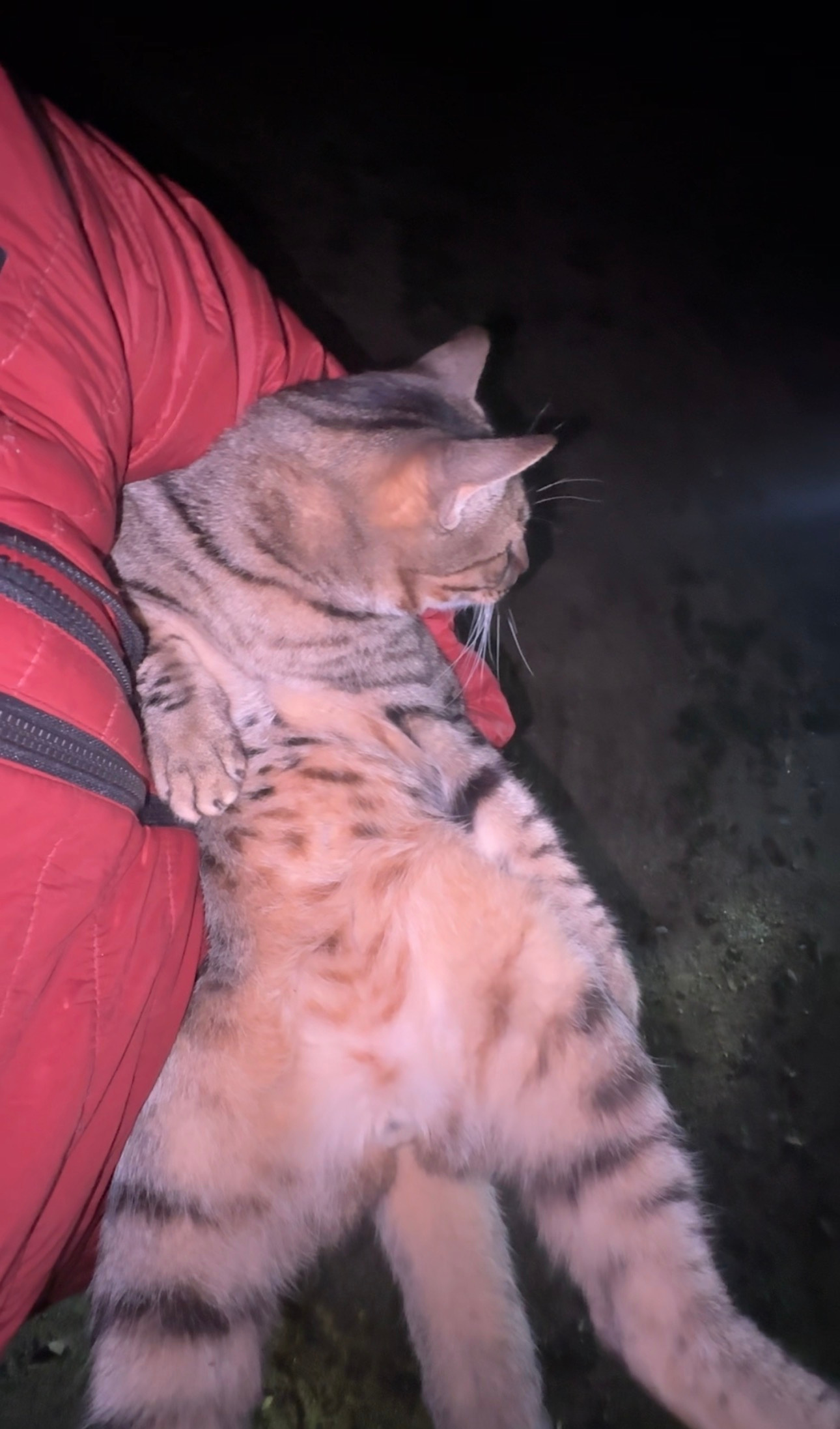 Camp ikigai Animal Sanctuary 501c3