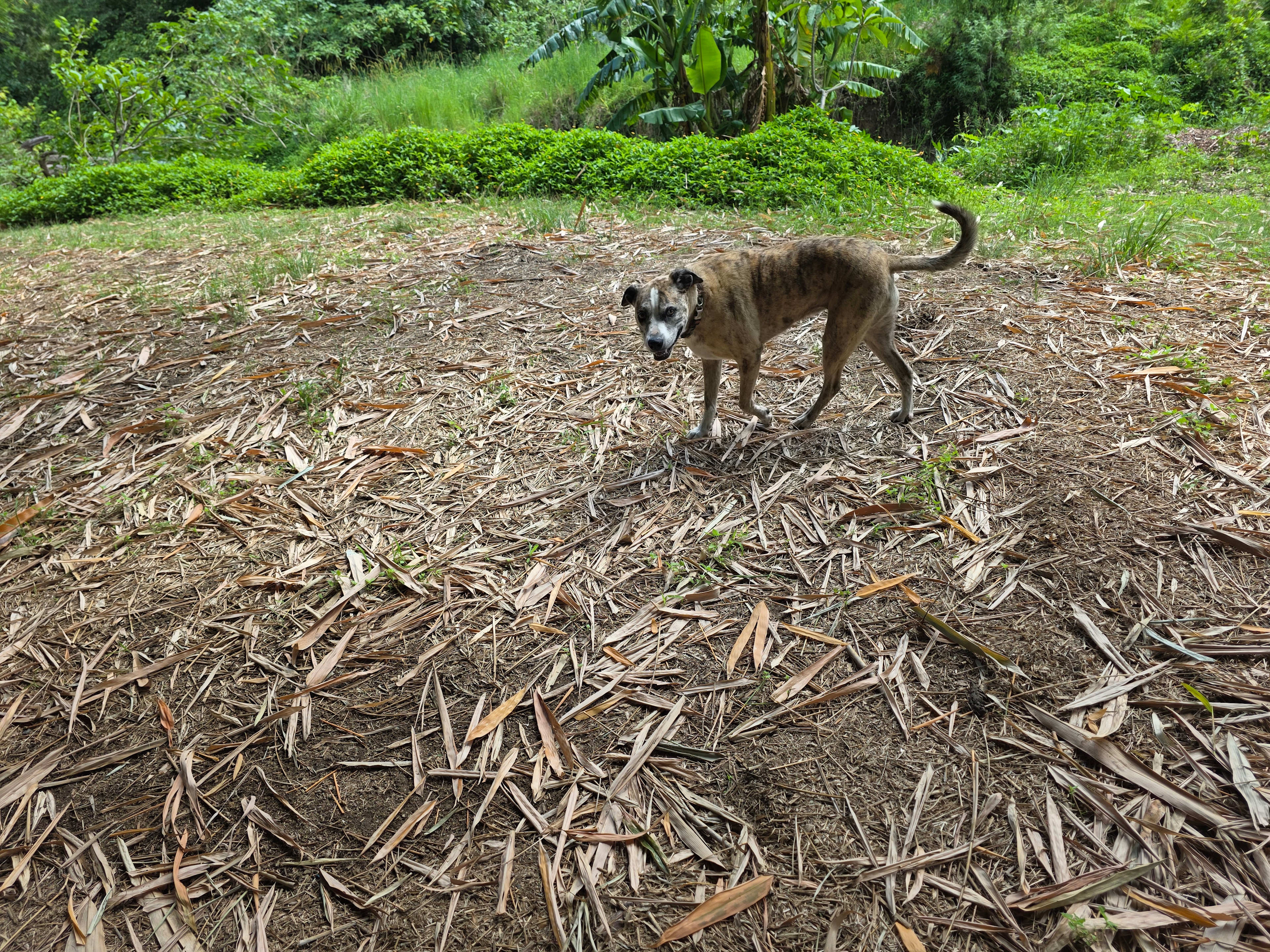 Relaxed Tamborine Village Farm Camp