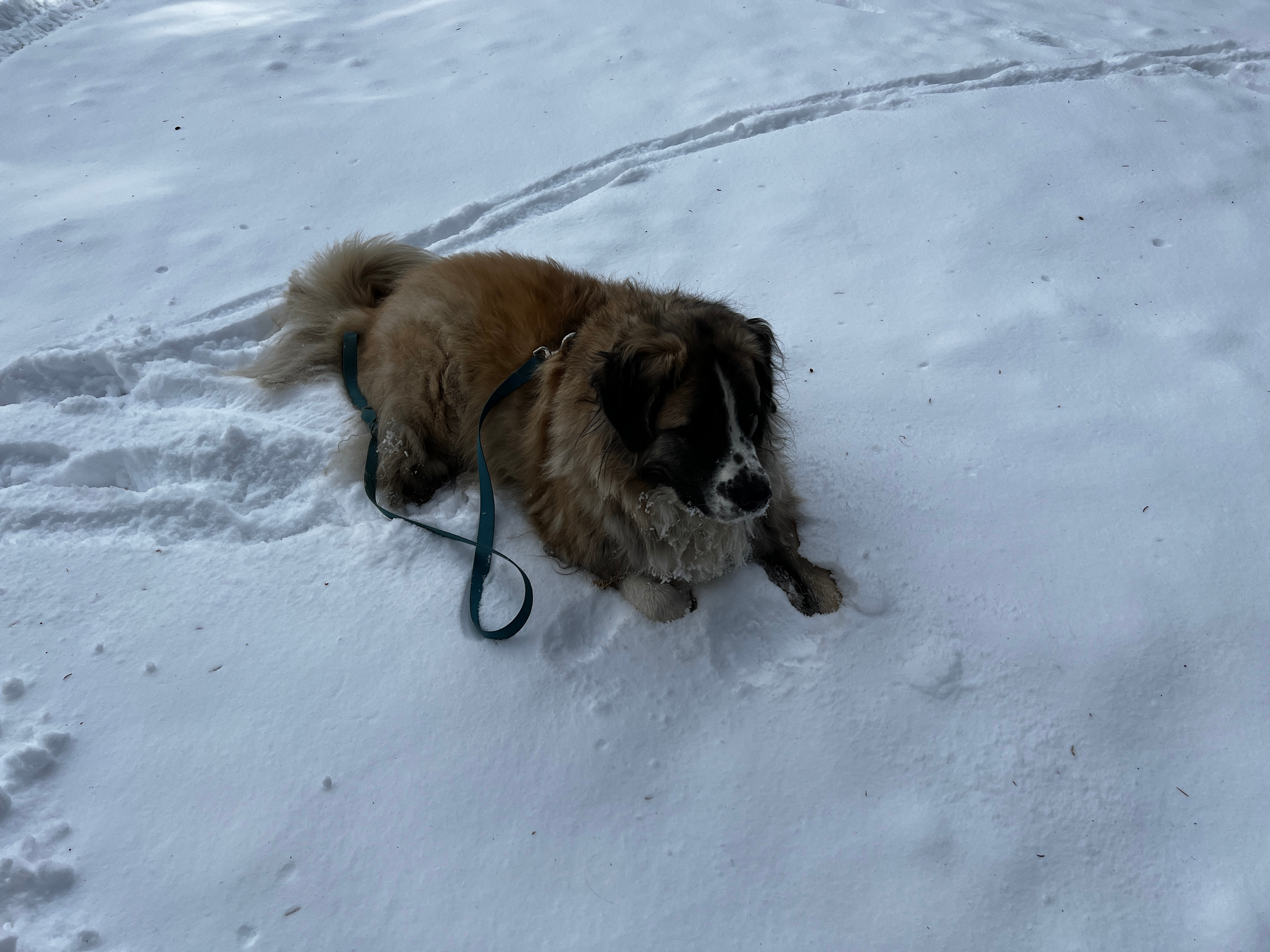 Serenity now.    Conifer CO.