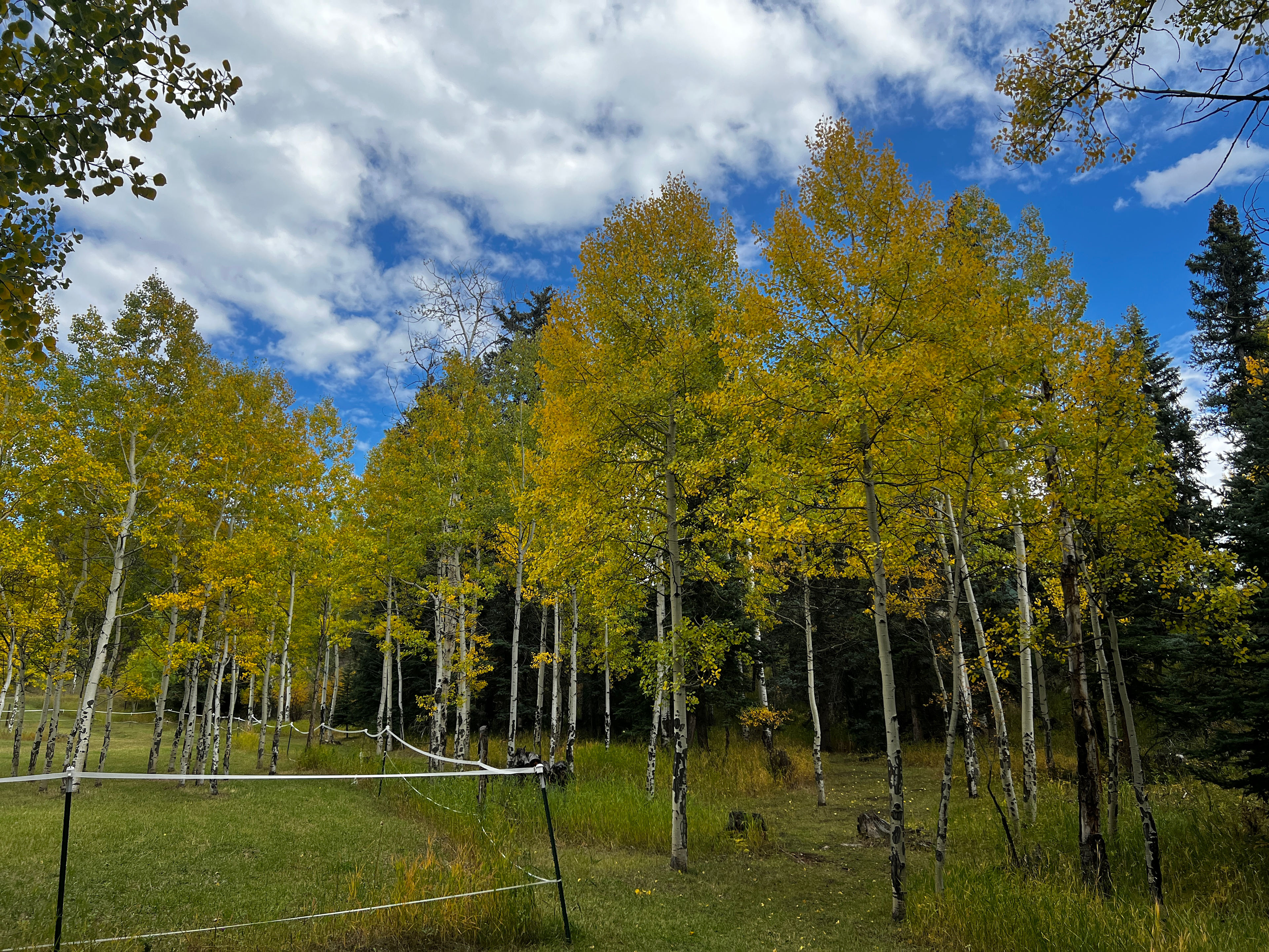 Serenity now.    Conifer CO.