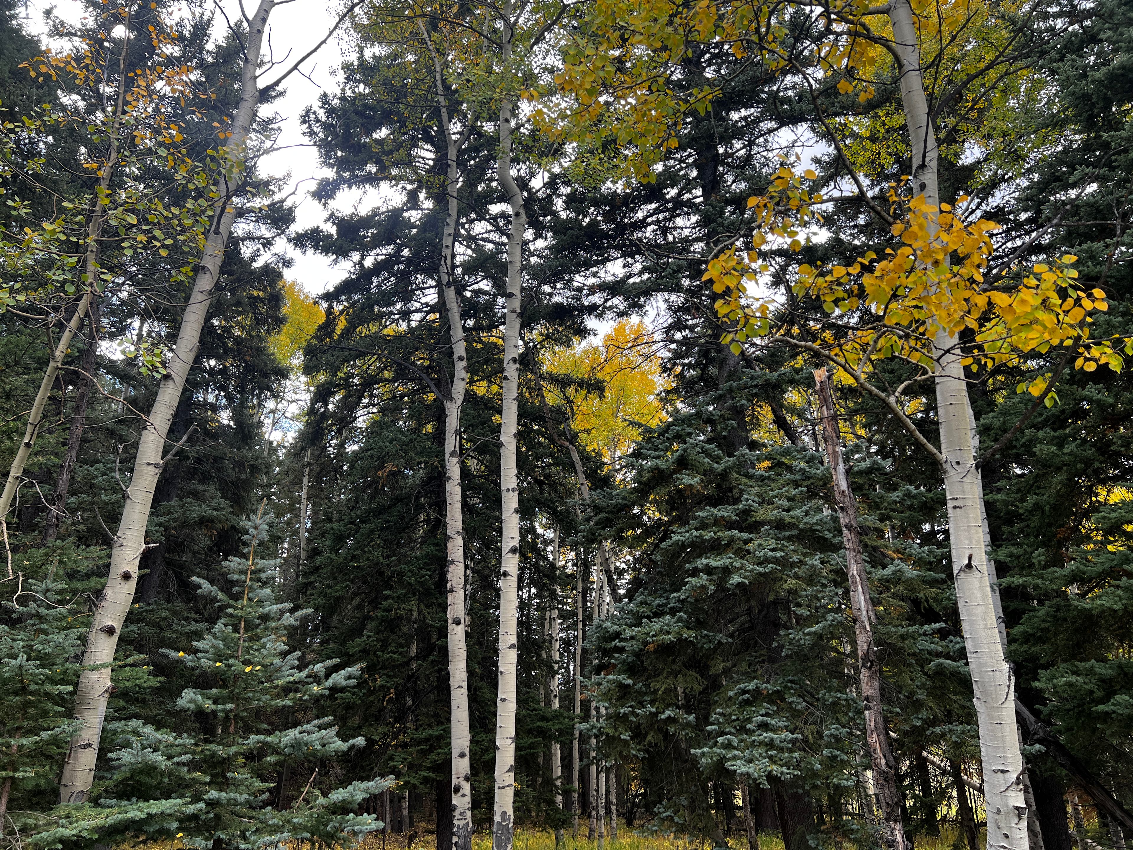 Serenity now.    Conifer CO.