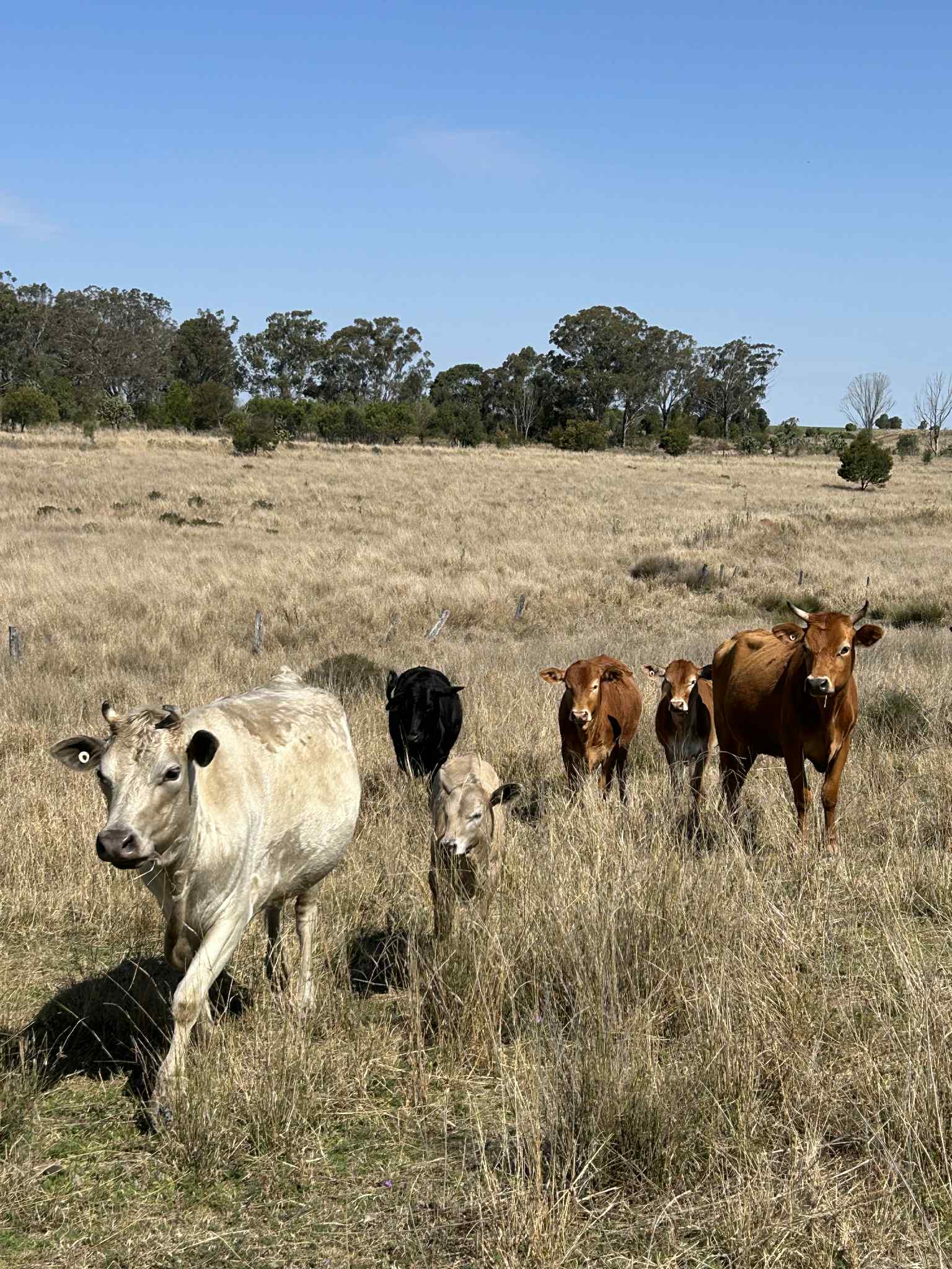 Hillview Darling Downs