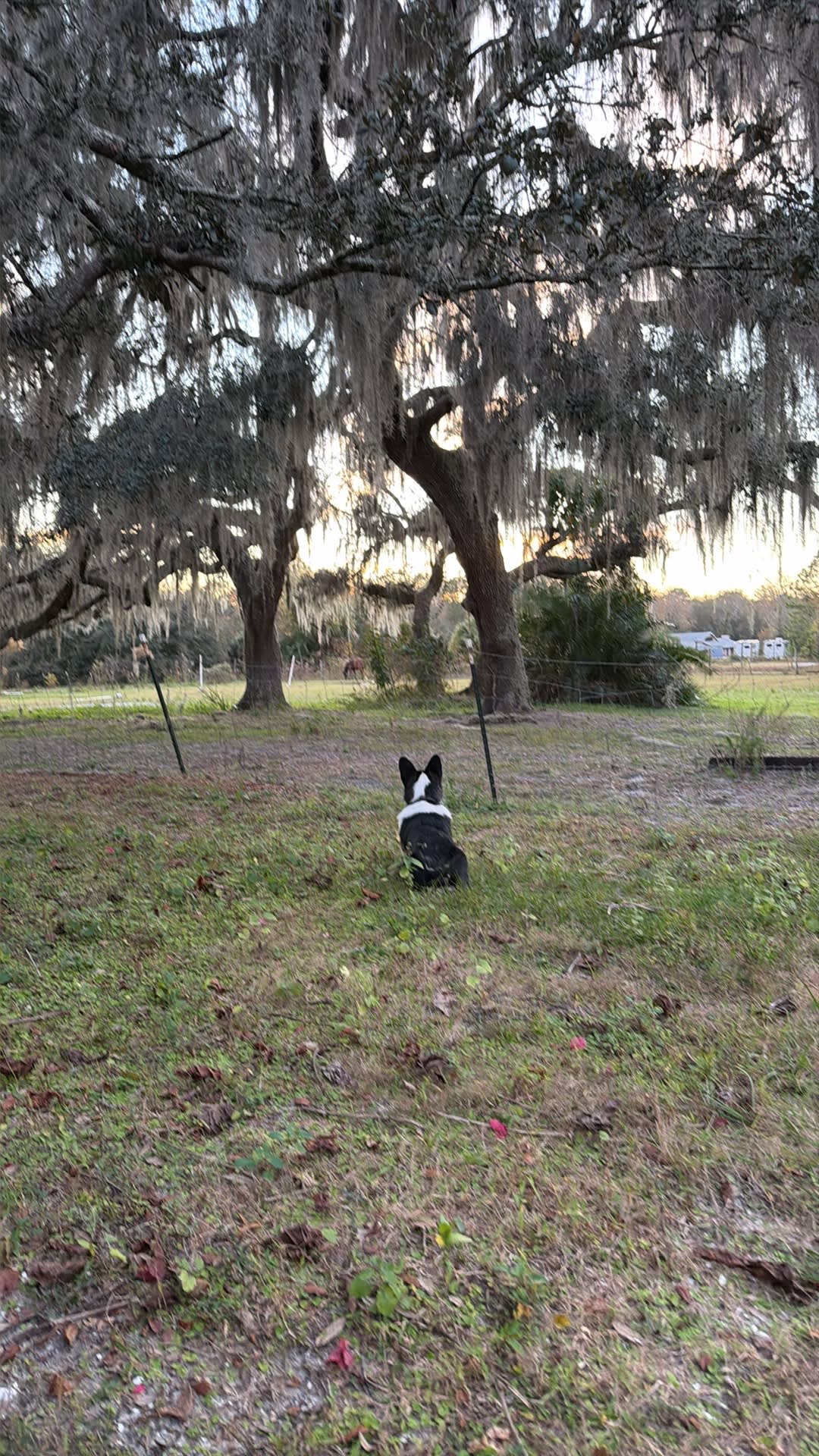 Watching his horse buddies 