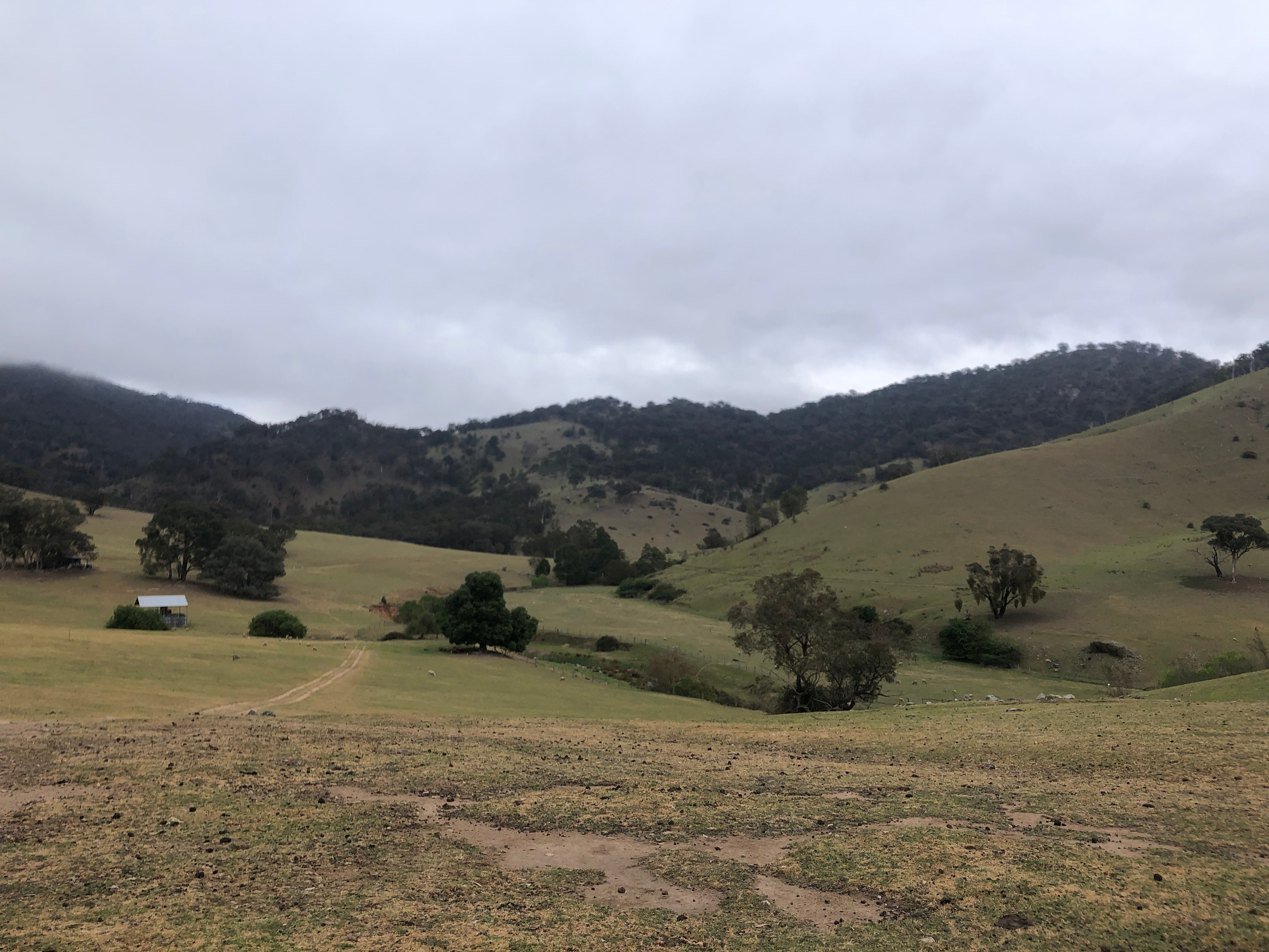 Deer land! Swifts Creek