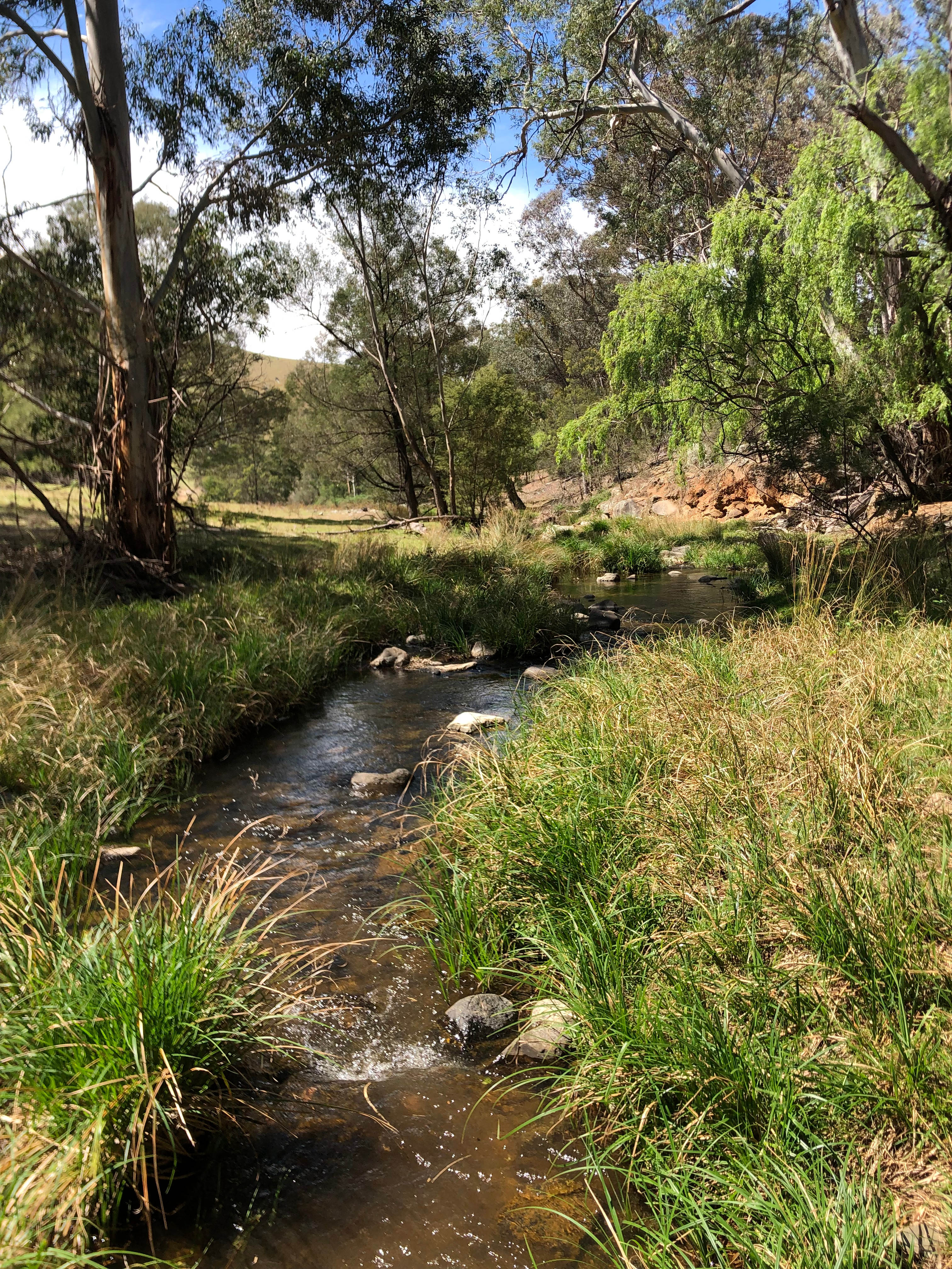 Deer land! Swifts Creek