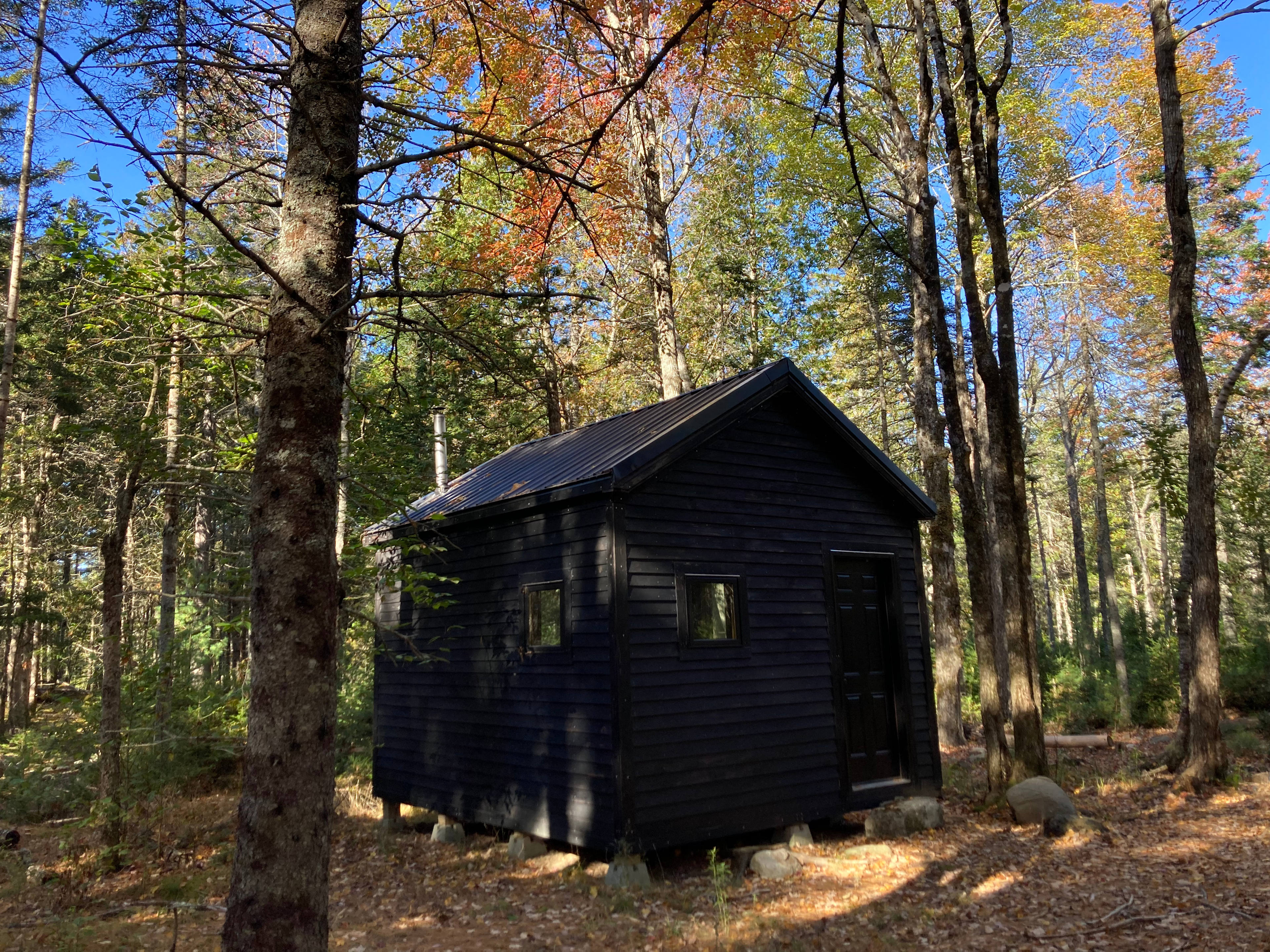Mossy Forest by the Coast