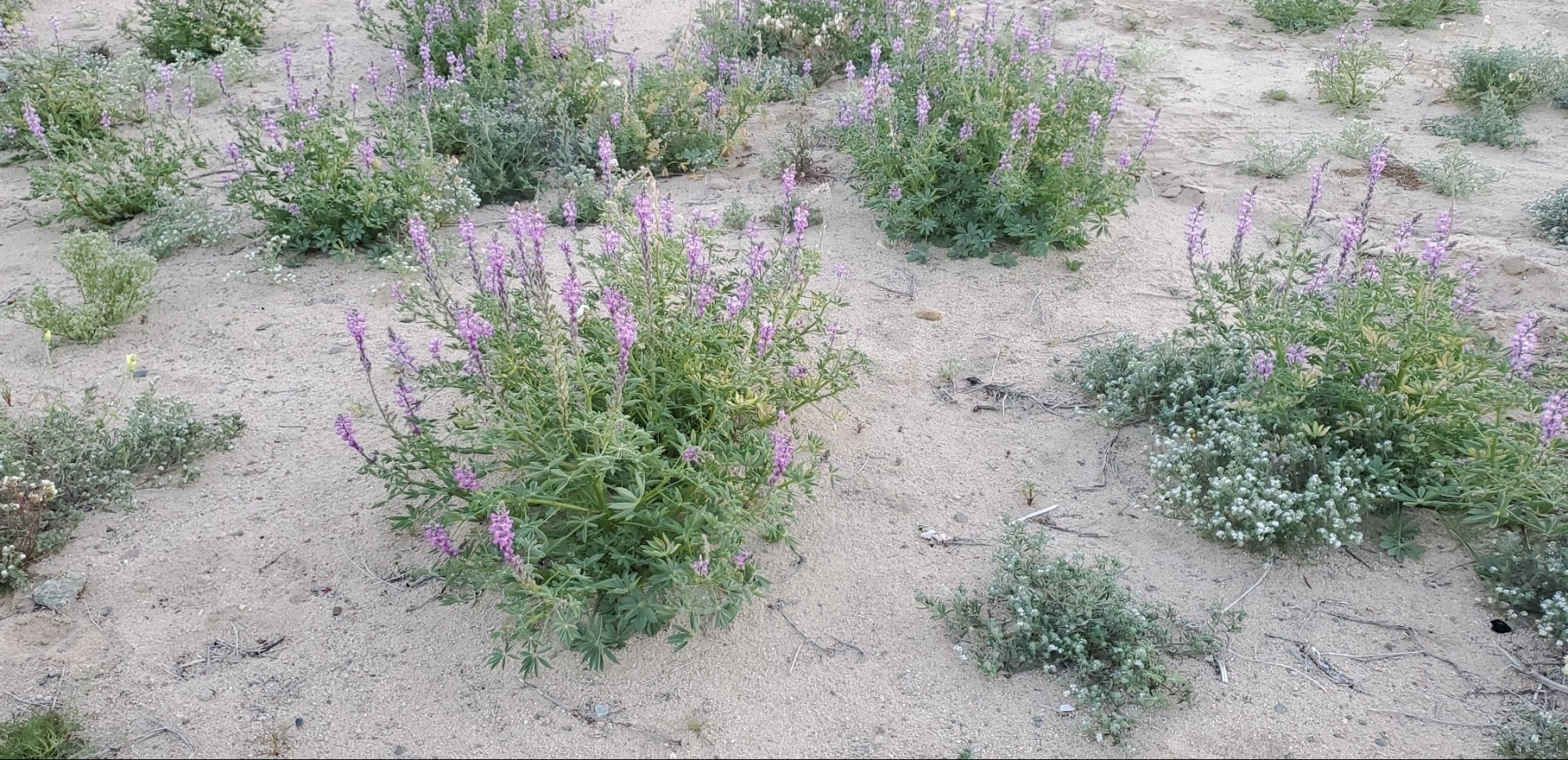 Private 4x4 Desert Basecamp