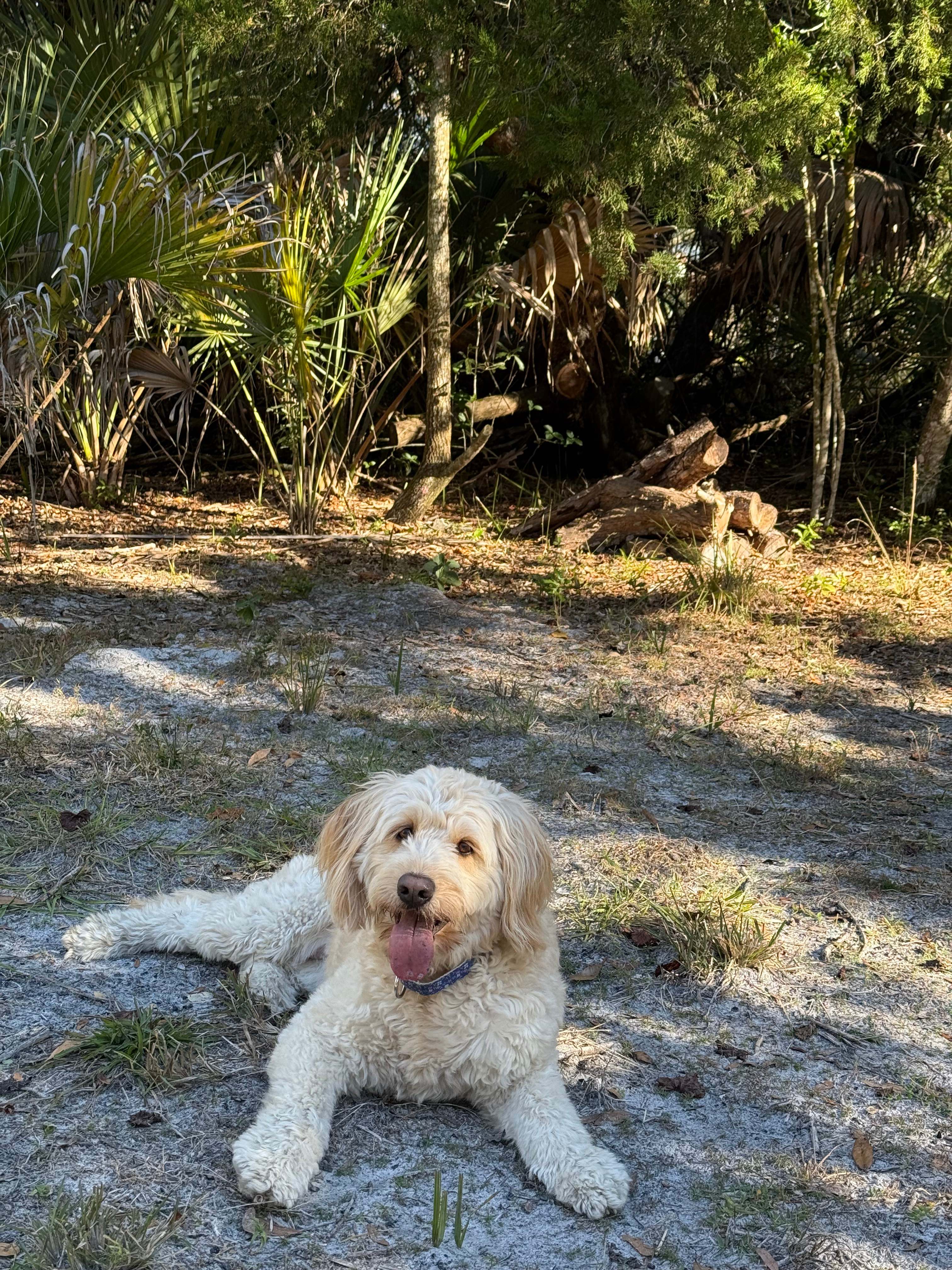 5 Starfish Resort Camping