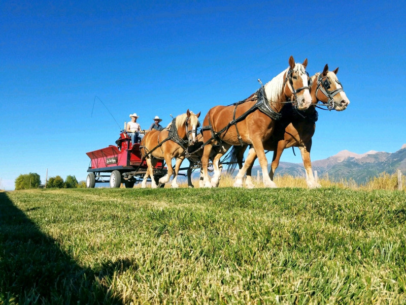Live Oak Belgians Horse Ranch