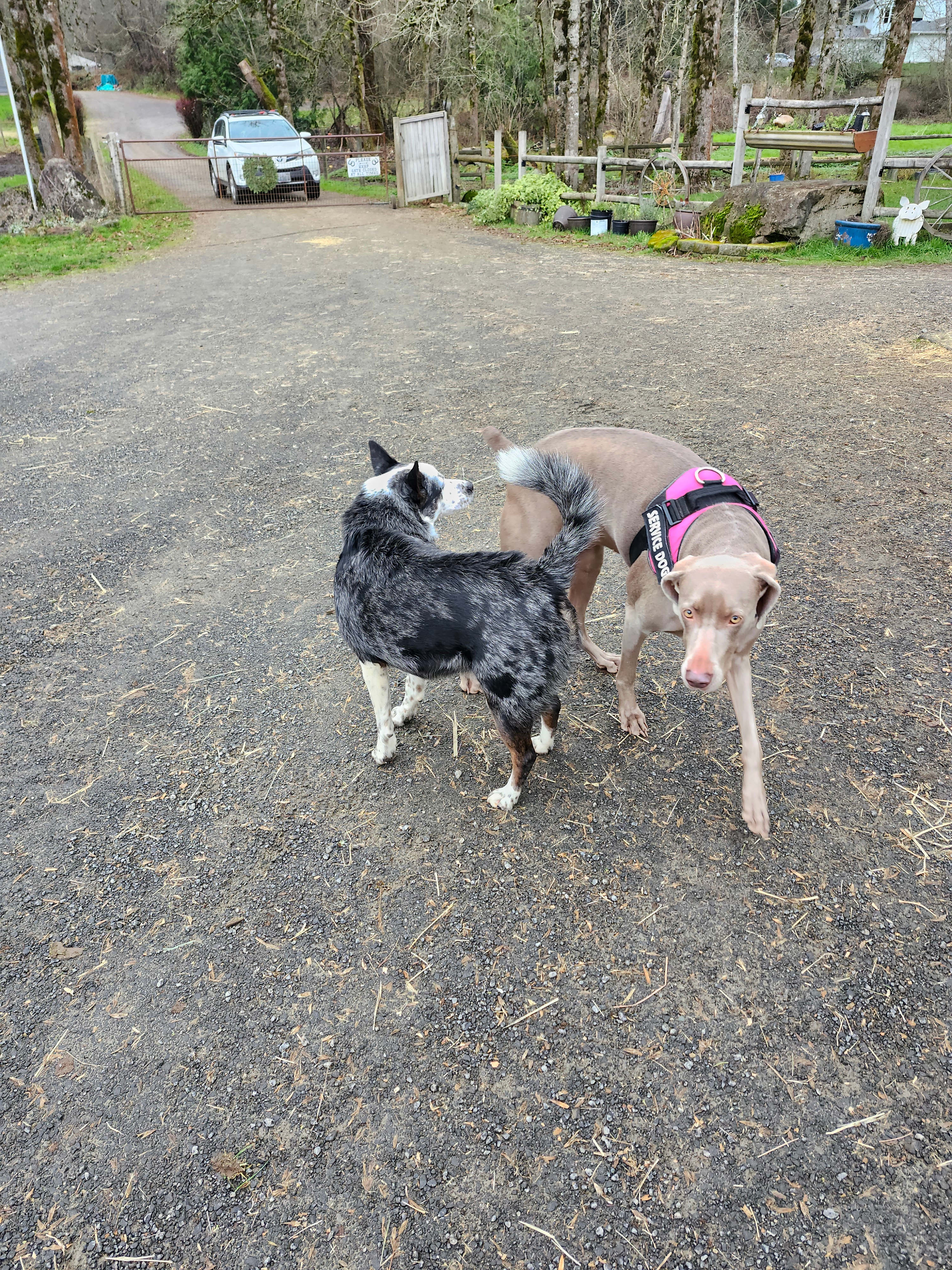OH StellaBlue meeting Miss Michelle's amazing Dog ❣️