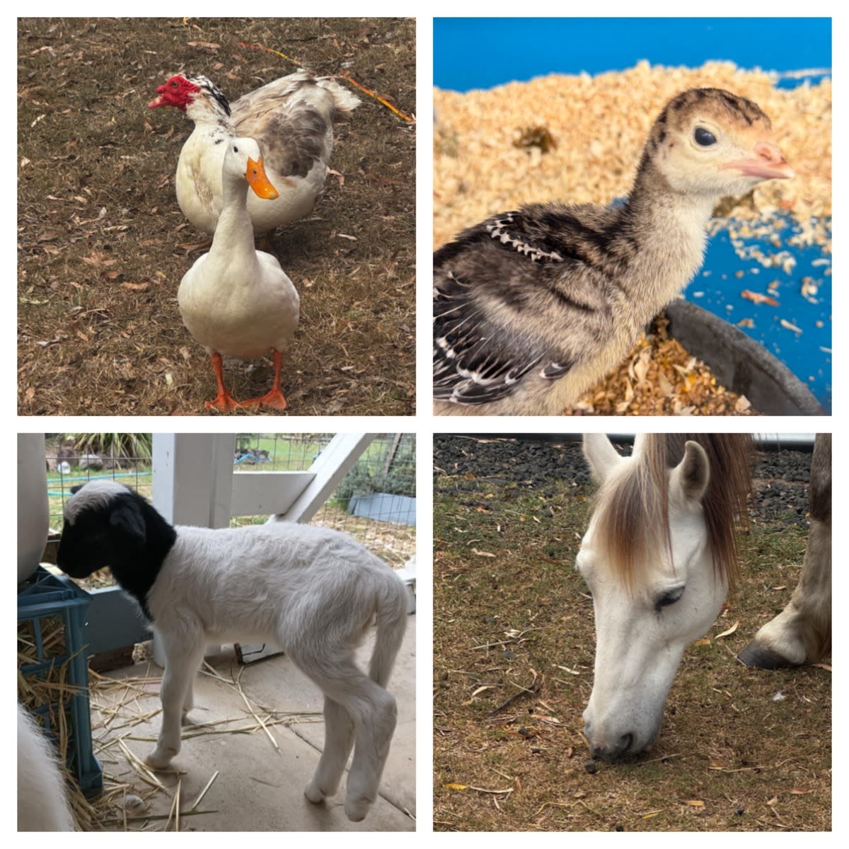 Farmstay Glamping 1hr from Brisbane