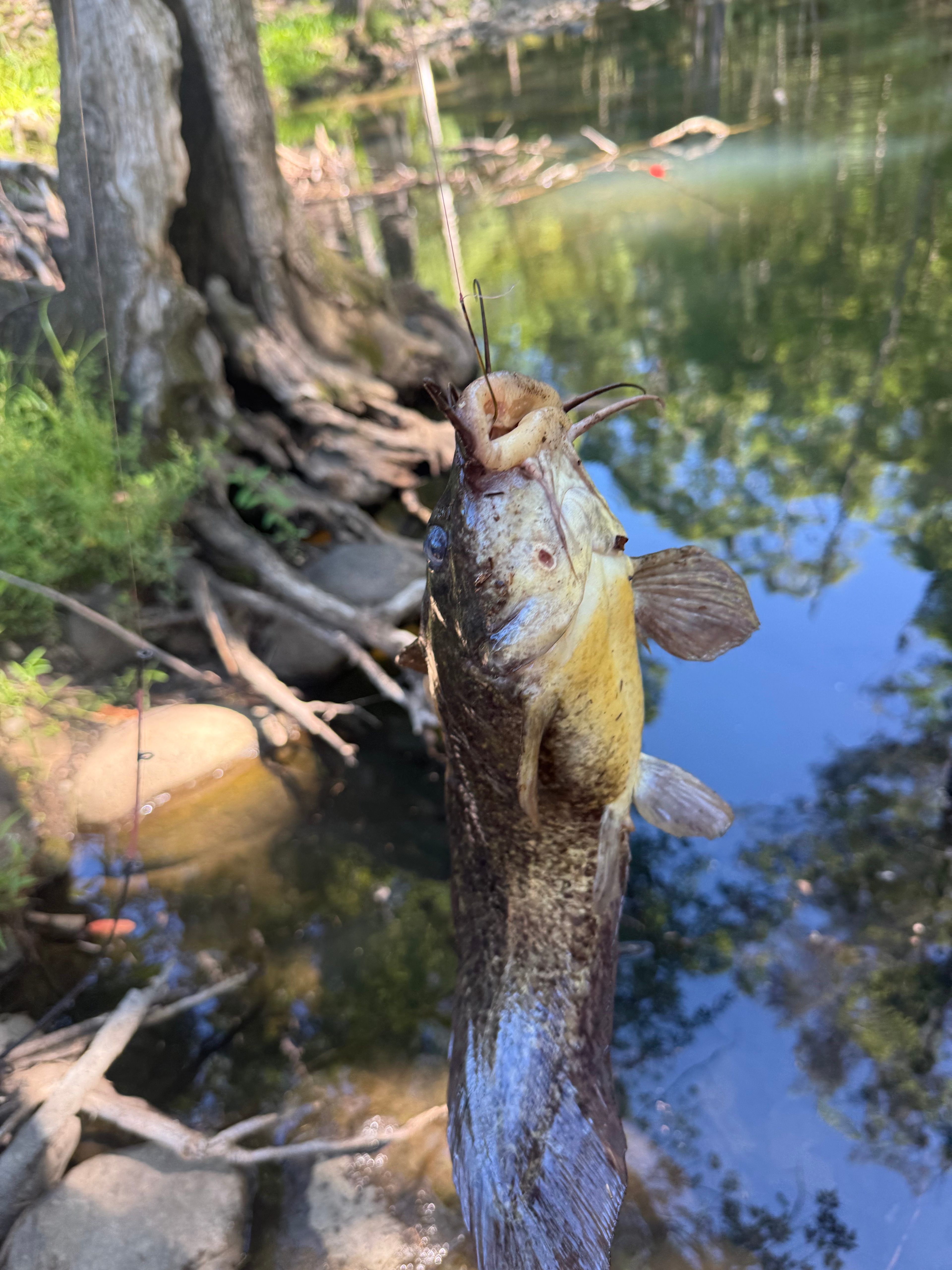 Warning View Campground