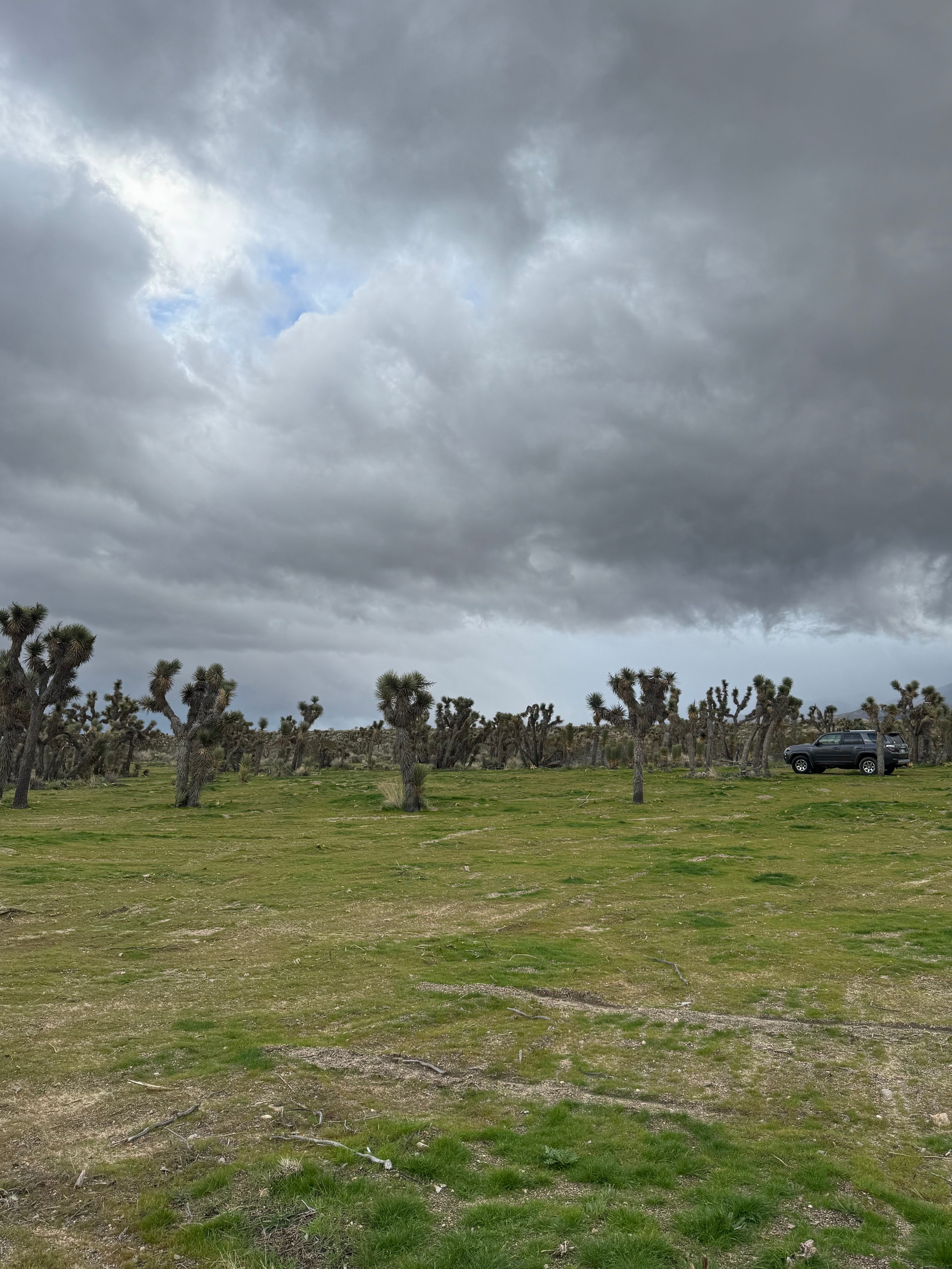 Llano Desert Heaven 🌵