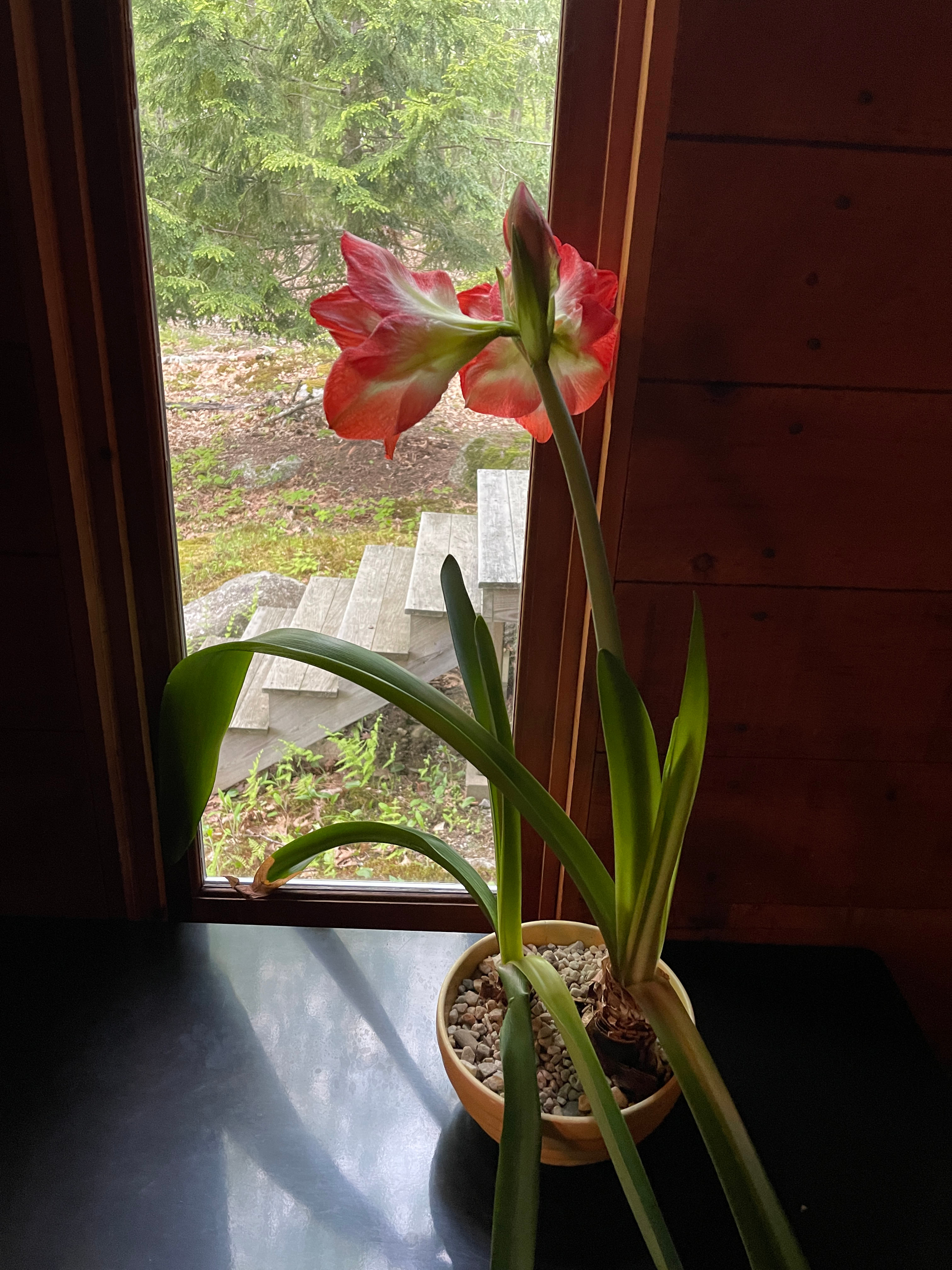 Nature Lovers Retreat! Rustic Cabin