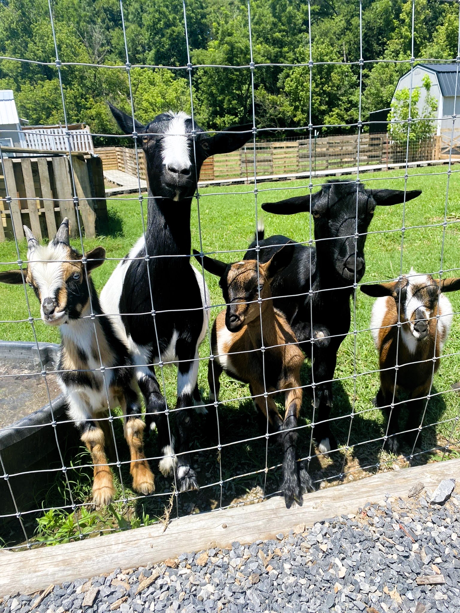 English Creek Hideaway Glamping