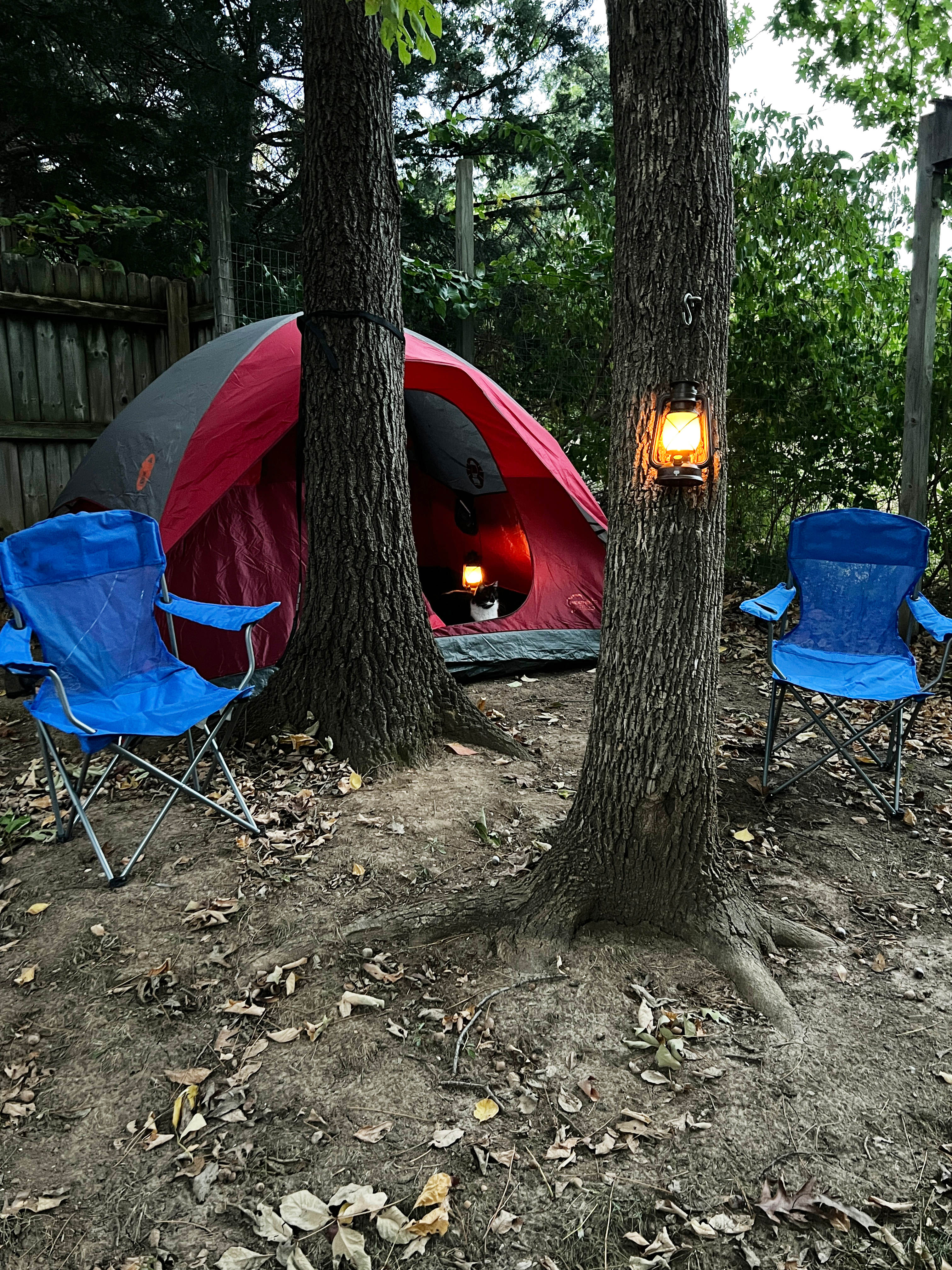 Happy Tent in the Oak Forest