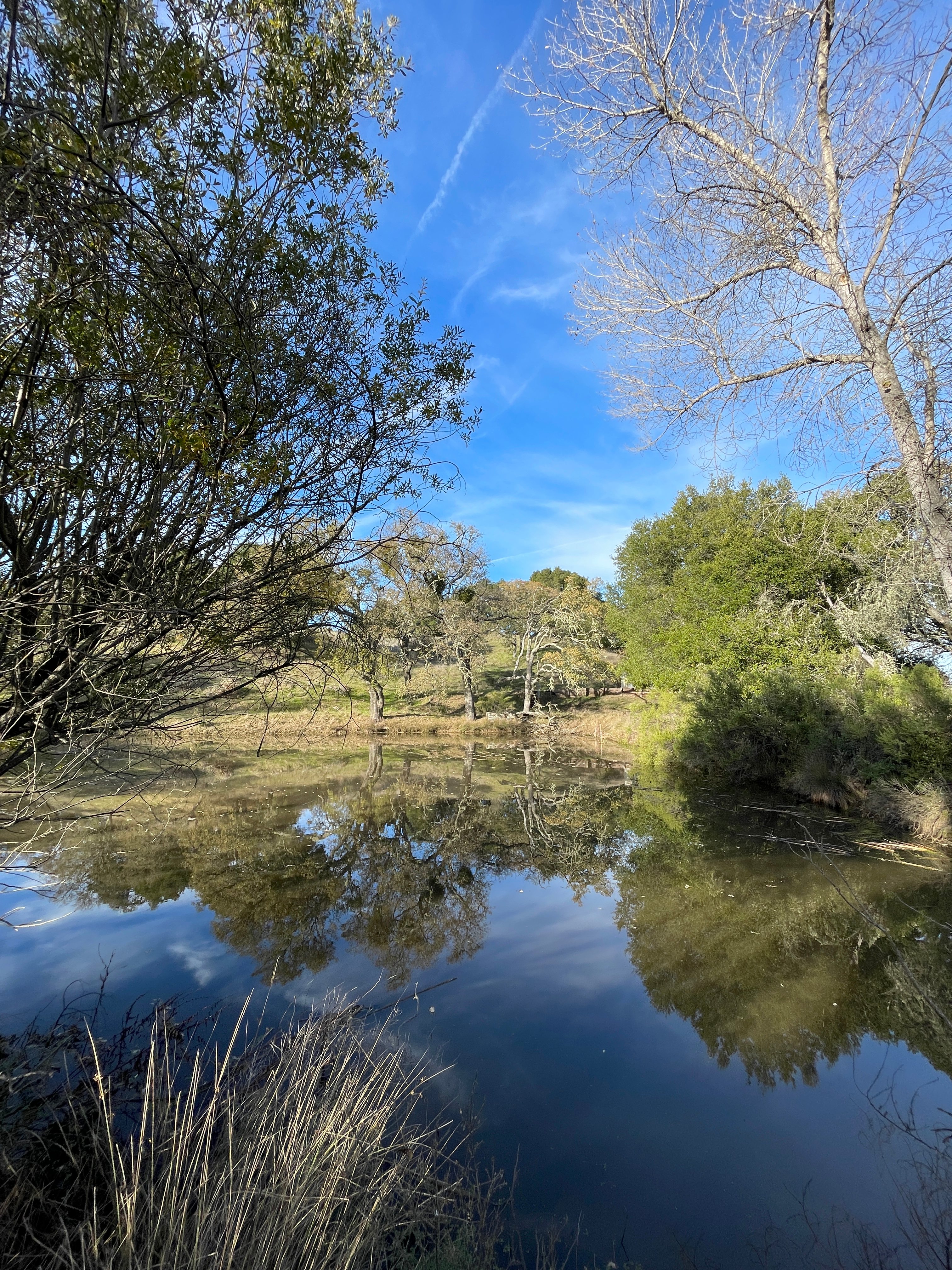 The pond on a still, cool day