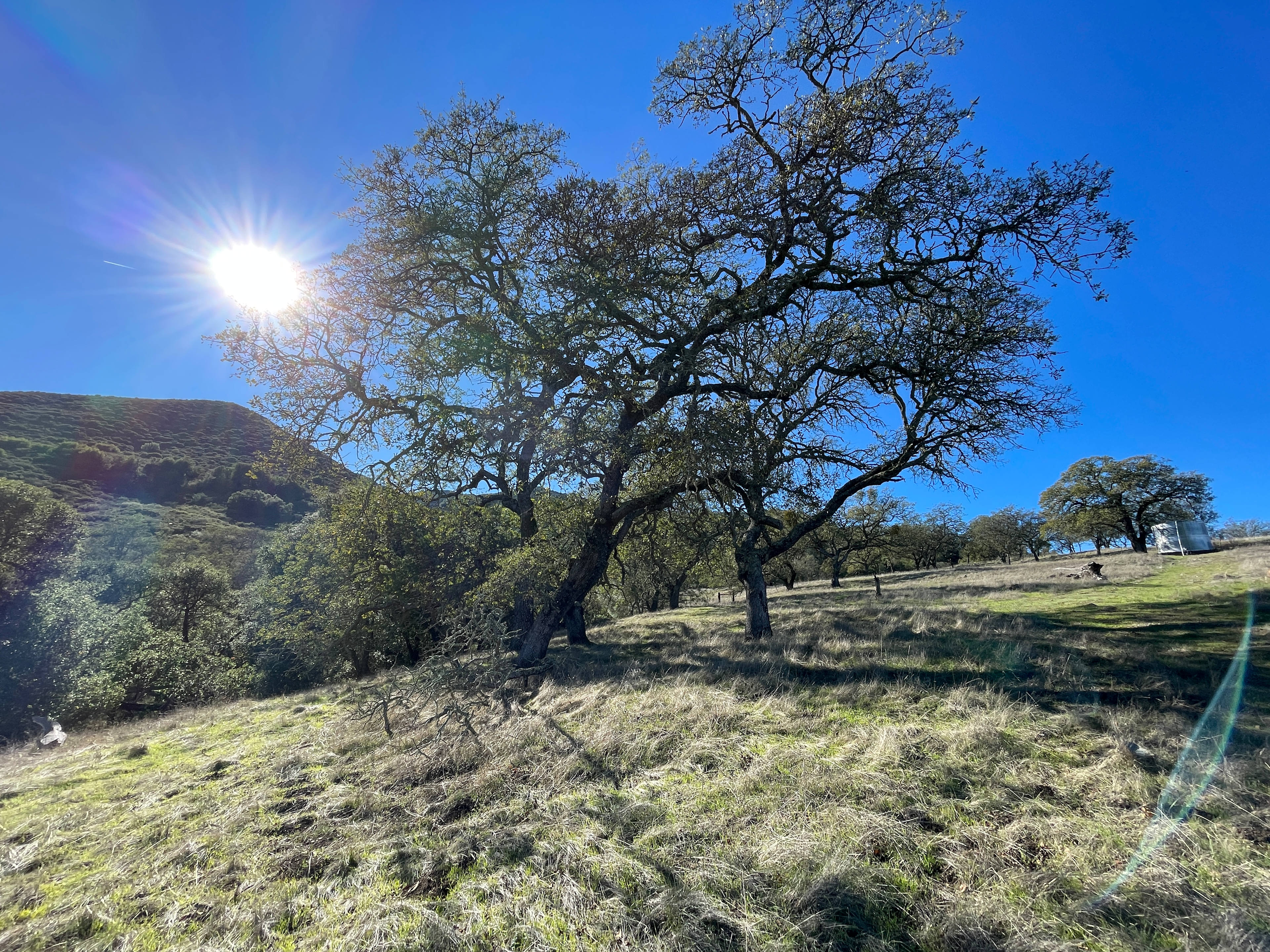 Sun rising above the Santa Lucia mountain range amidst the blue oaks