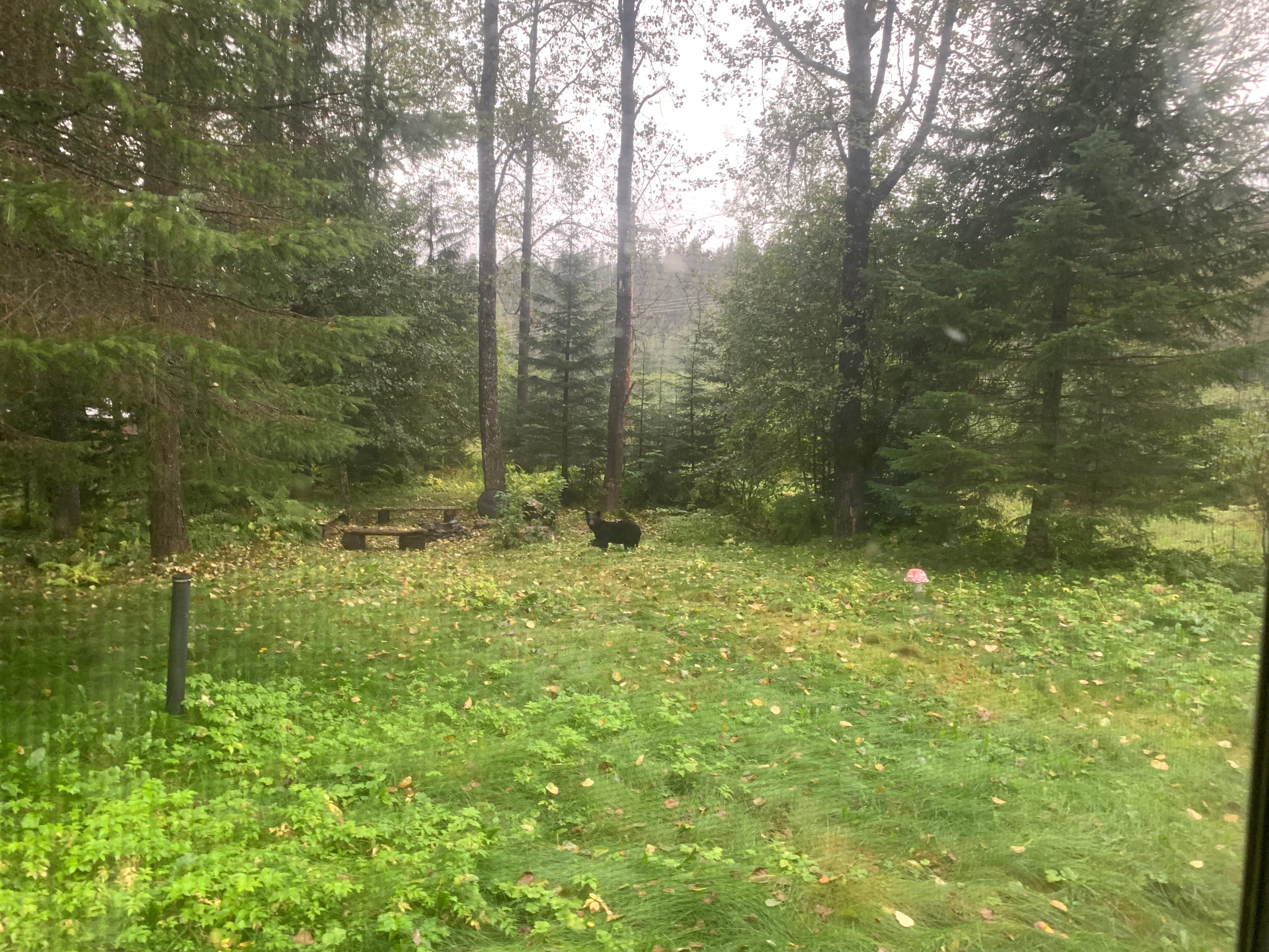 Regular wildlife include moose, black bear, eagles, ravens, and the occasional brown bear. 