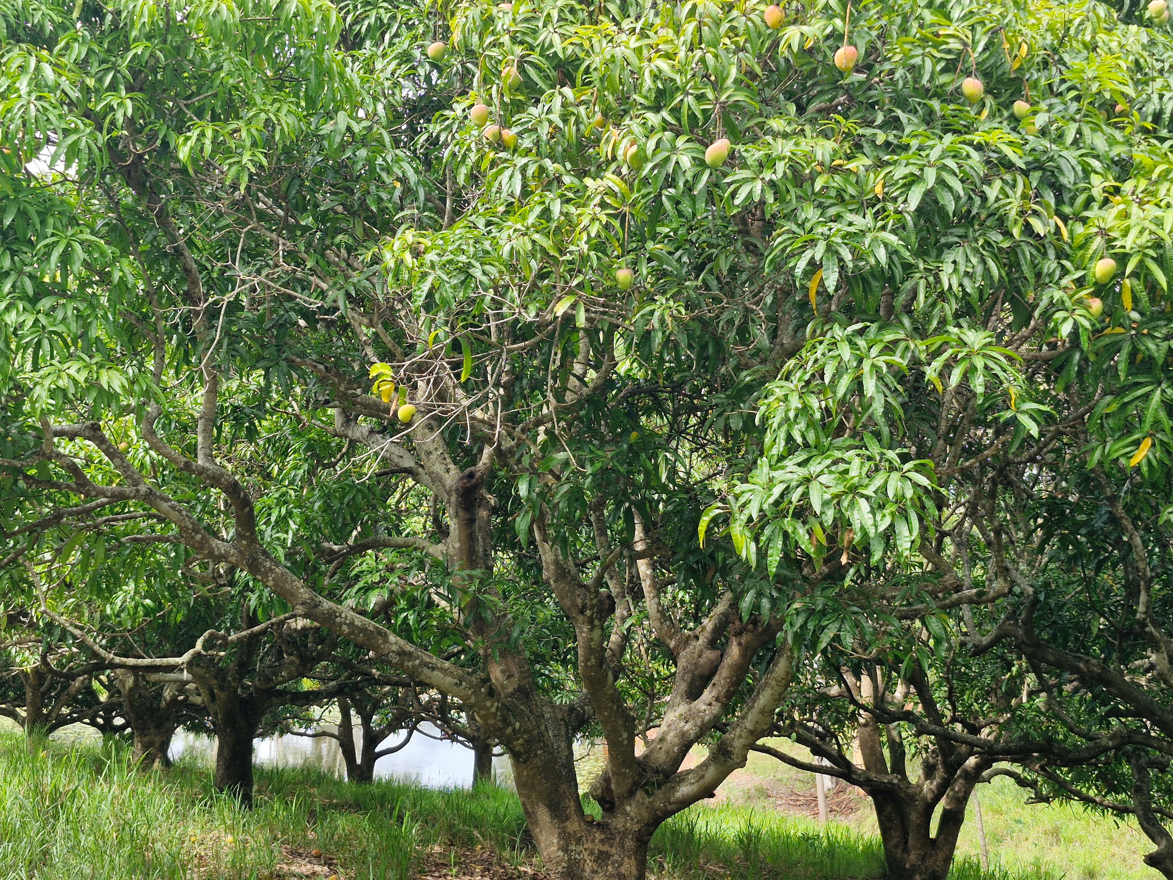 Poinciana Farmstay