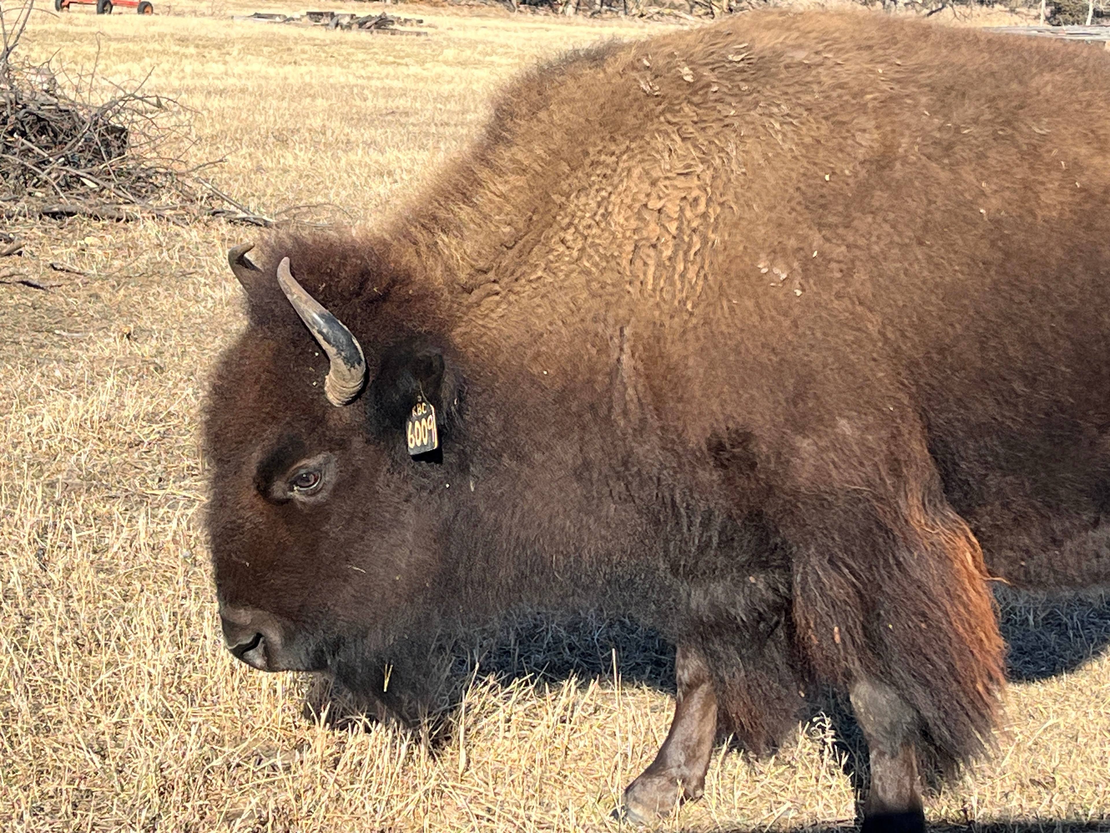 Fifth Generation Working Bison Farm